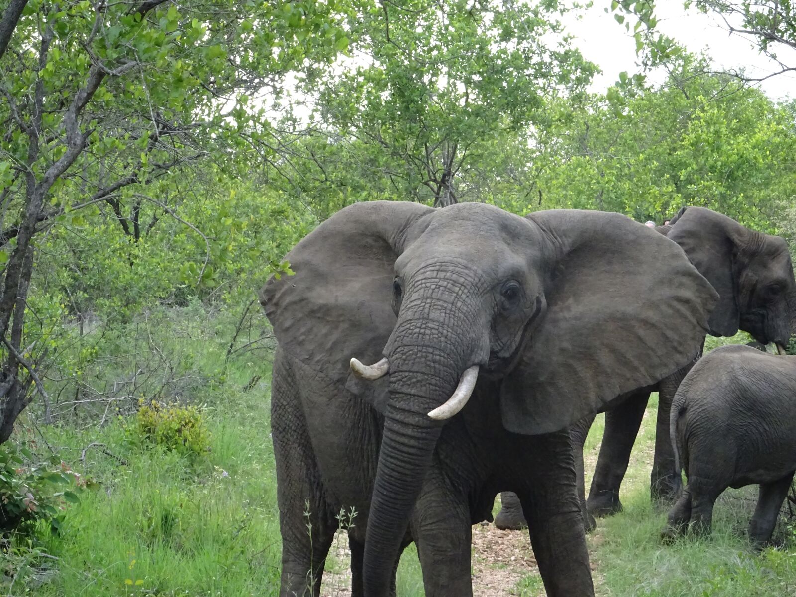 Sony DSC-HX60V sample photo. South africa, malamala, elephant photography