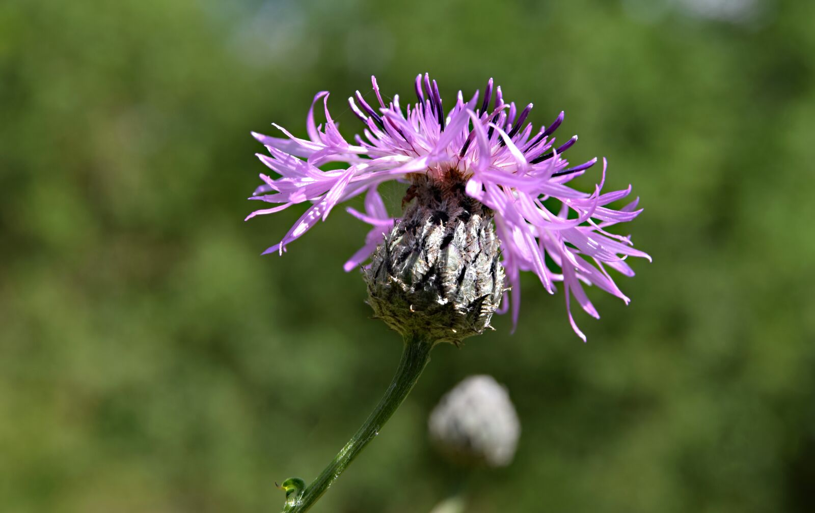 Nikon D5300 sample photo. Blue flower, flower, meadow photography