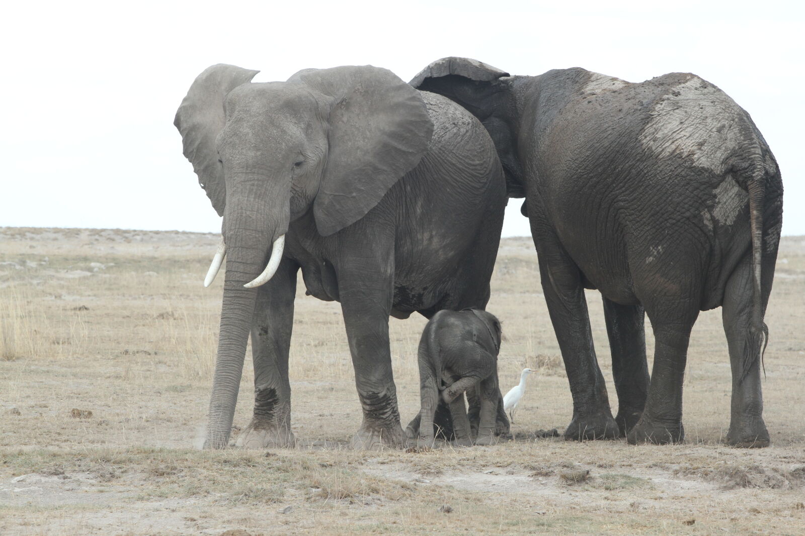 Canon EOS 7D + Canon EF 70-200mm F2.8L USM sample photo. Amboseli, national, park, elephants photography