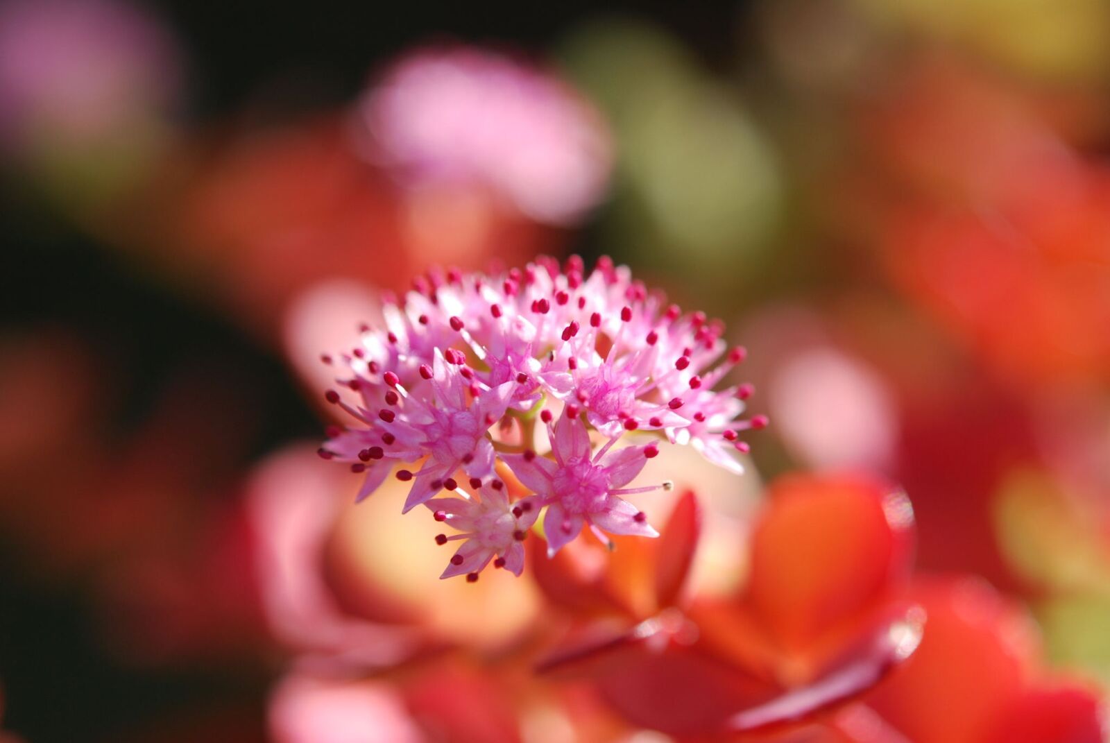 Nikon D40X sample photo. Sedum sieboldii, blossom, bloom photography
