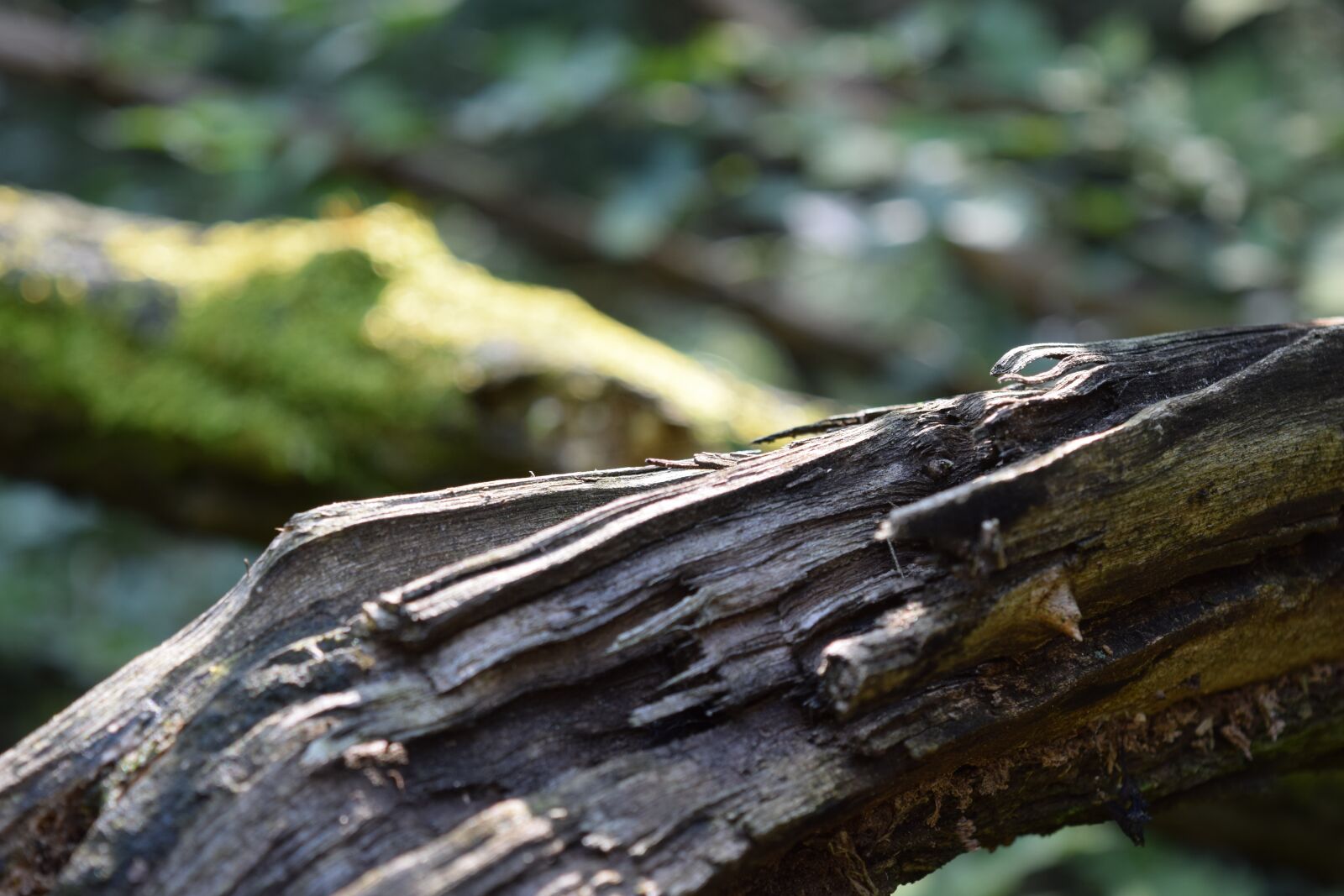 Nikon D5300 sample photo. Trees, old trees, moss photography
