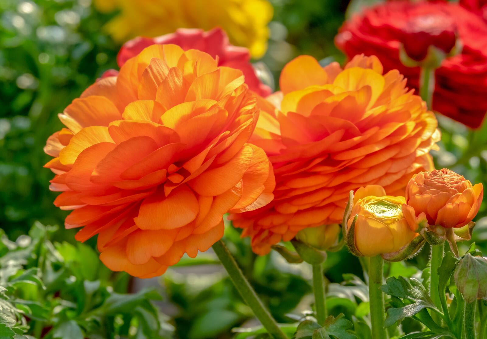 Fujifilm XF 55-200mm F3.5-4.8 R LM OIS sample photo. Ranunculus, flower, blossom photography