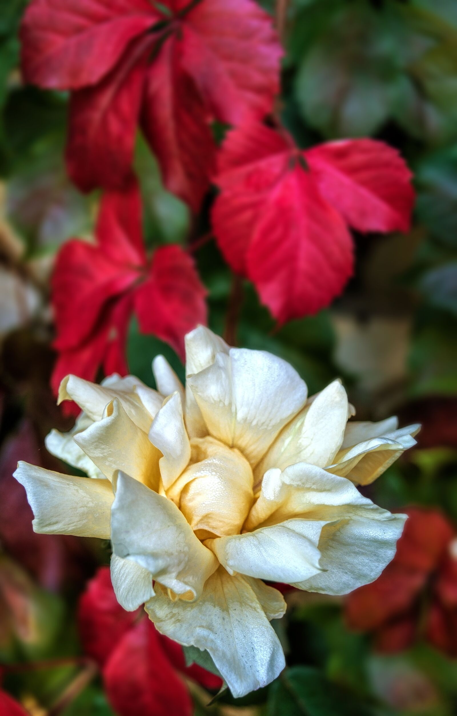 Nikon D3200 sample photo. Rose, flower, nature photography