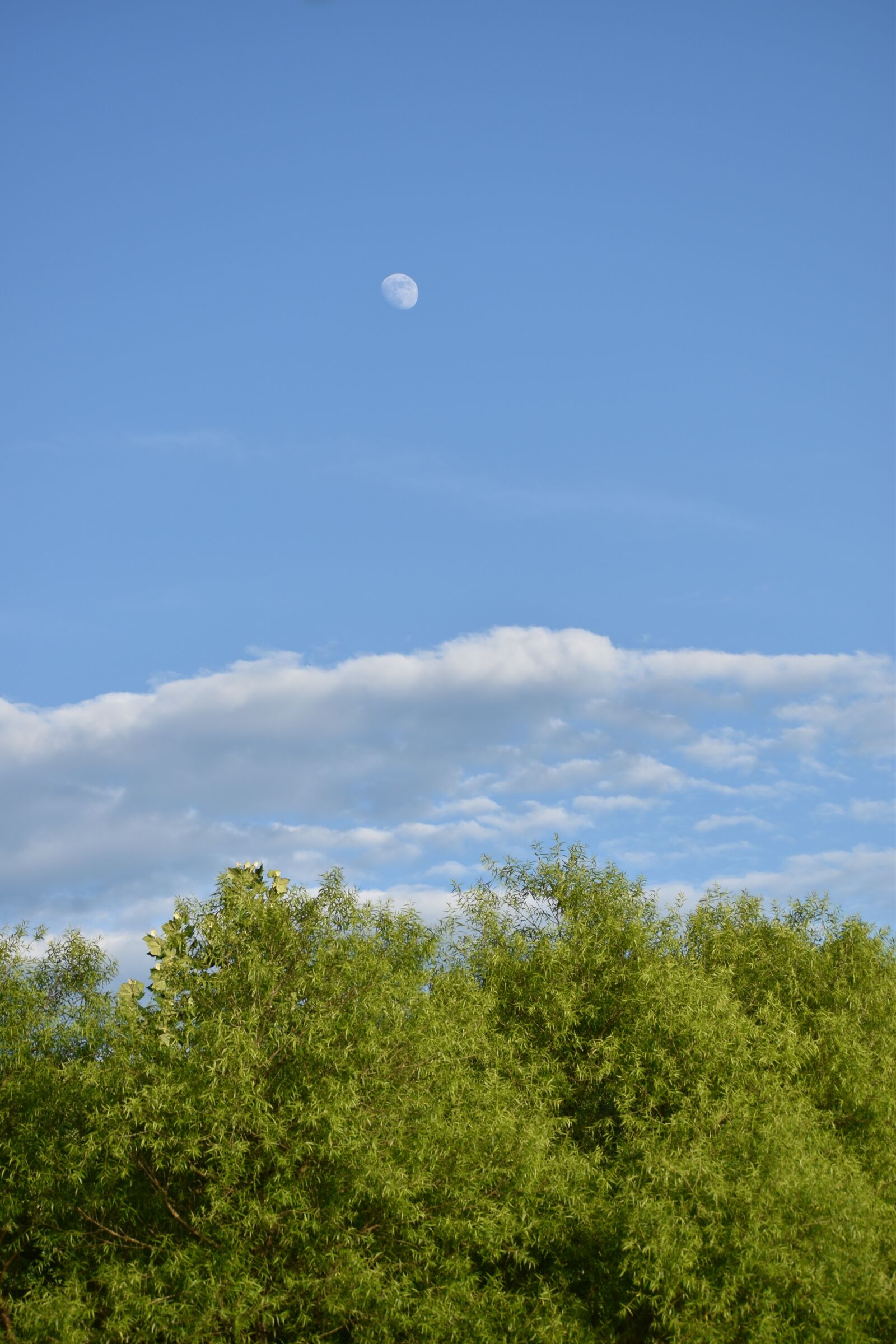 Nikon D5600 sample photo. Moon, sky, blue photography