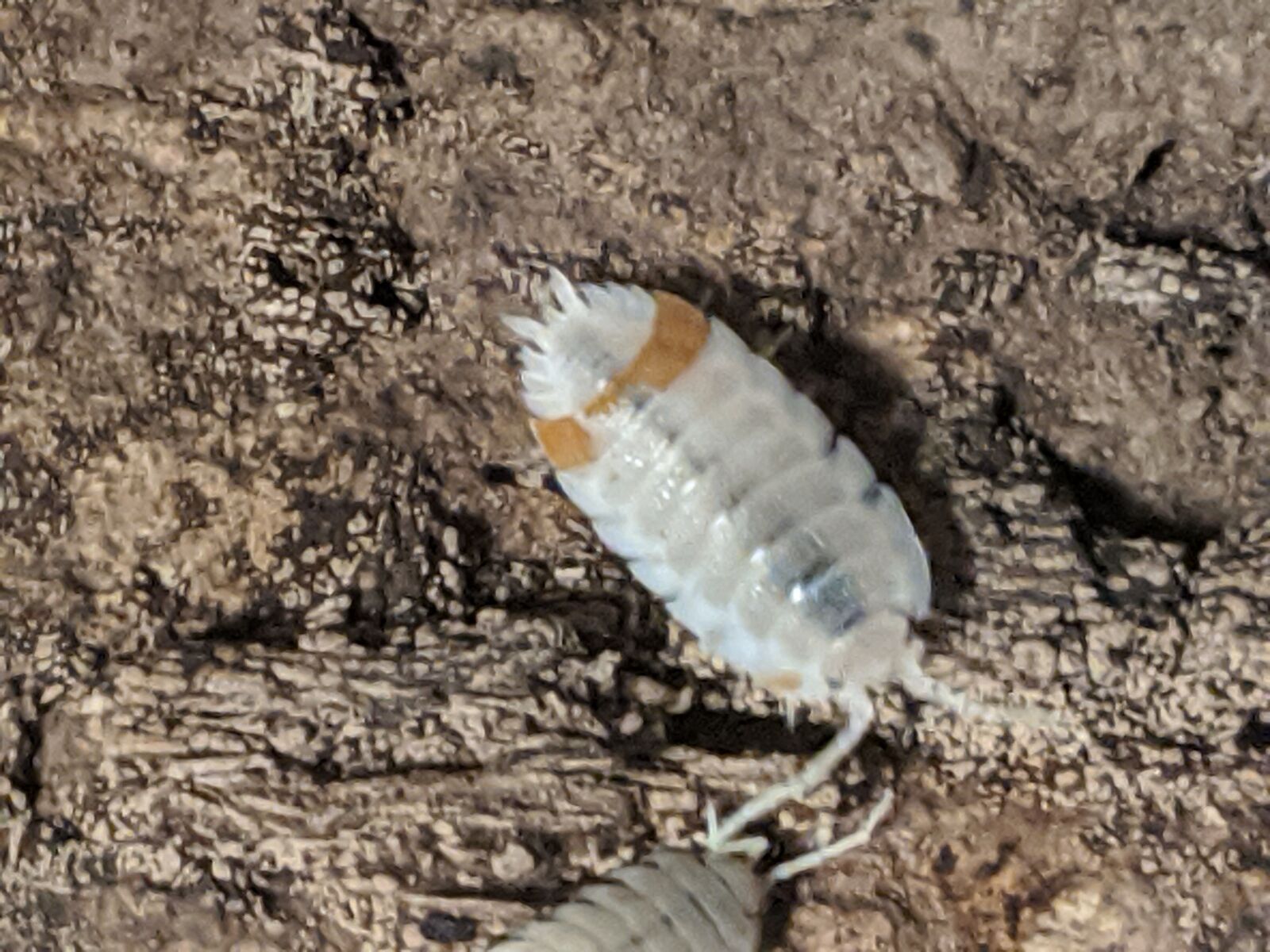 Google Pixel 2 XL sample photo. Isopod, orange koi, porcillio photography