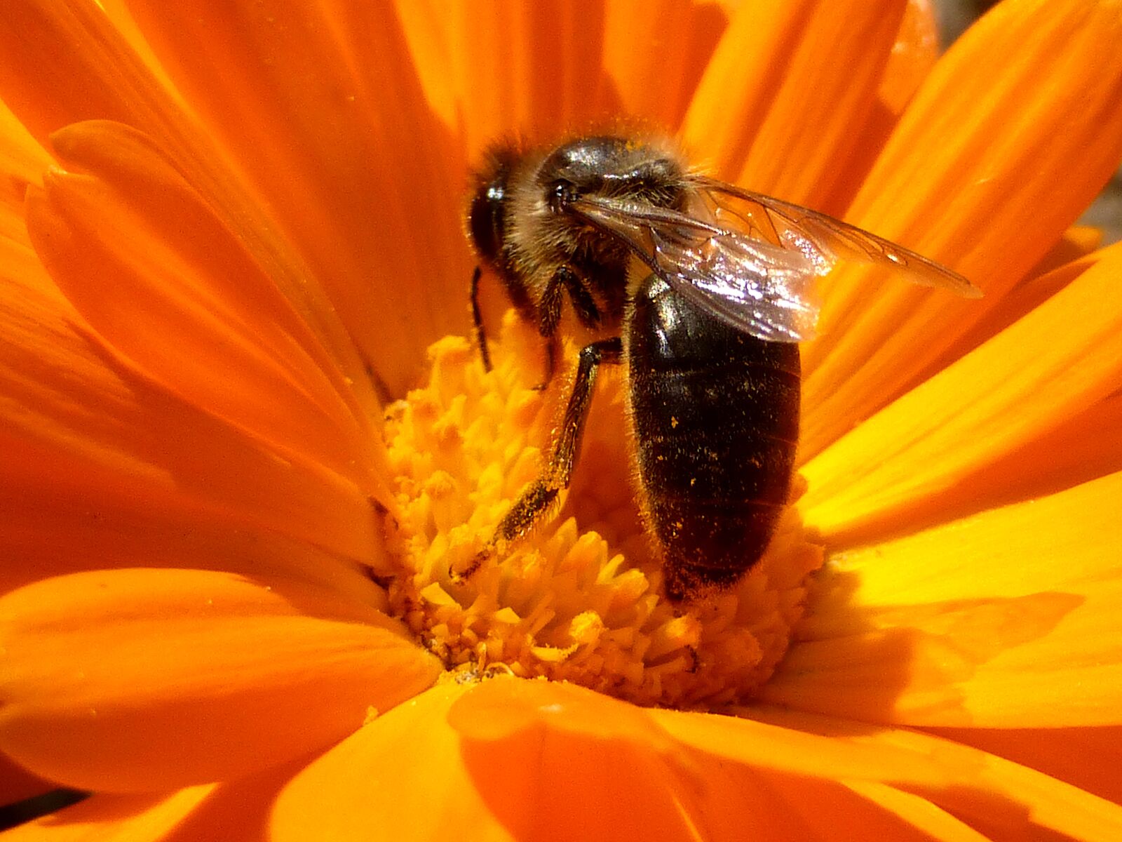 Panasonic Lumix DMC-ZS25 (Lumix DMC-TZ35) sample photo. Insect, bee, honey photography