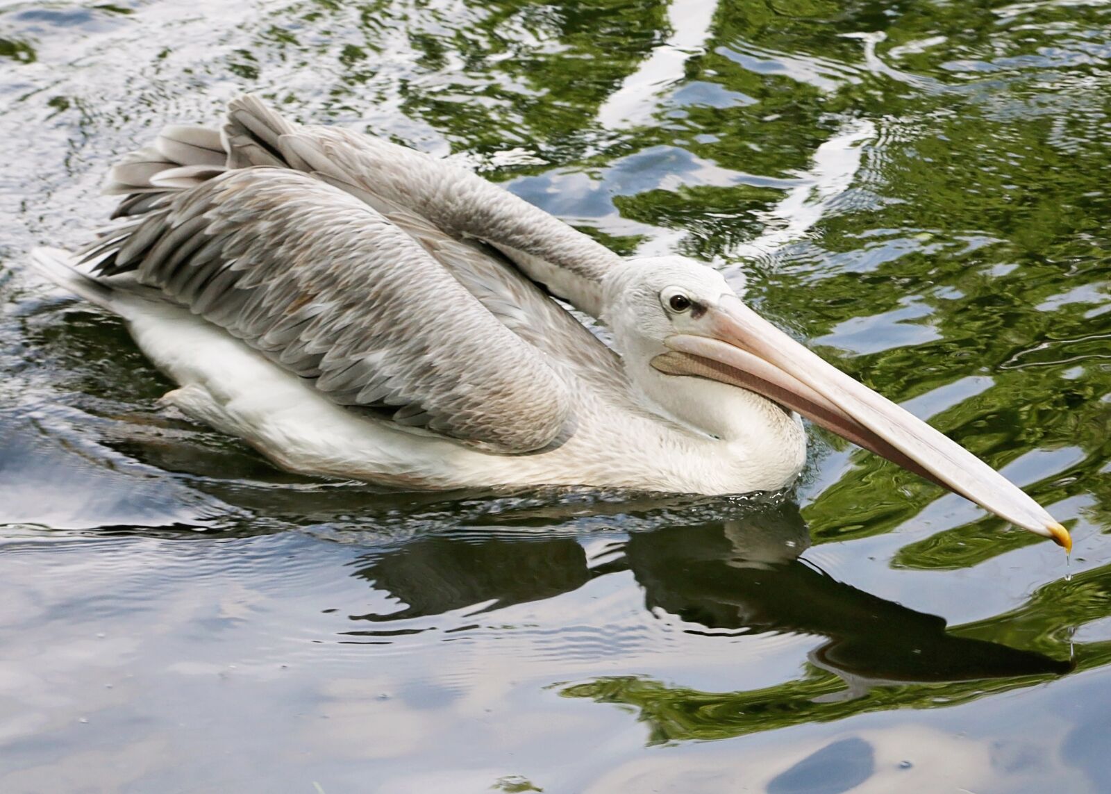 Canon EOS 70D + Canon EF 24-105mm F4L IS USM sample photo. Animal, bird, water photography