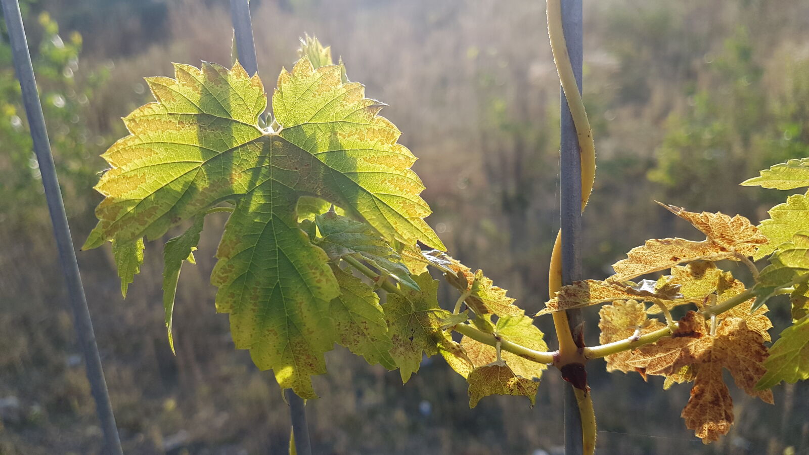 Samsung Galaxy S7 sample photo. Autumn, autumn, leaf, fence photography