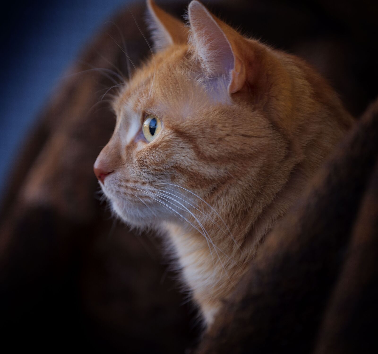 Sony a7R IV sample photo. Cat, redhead, playful photography
