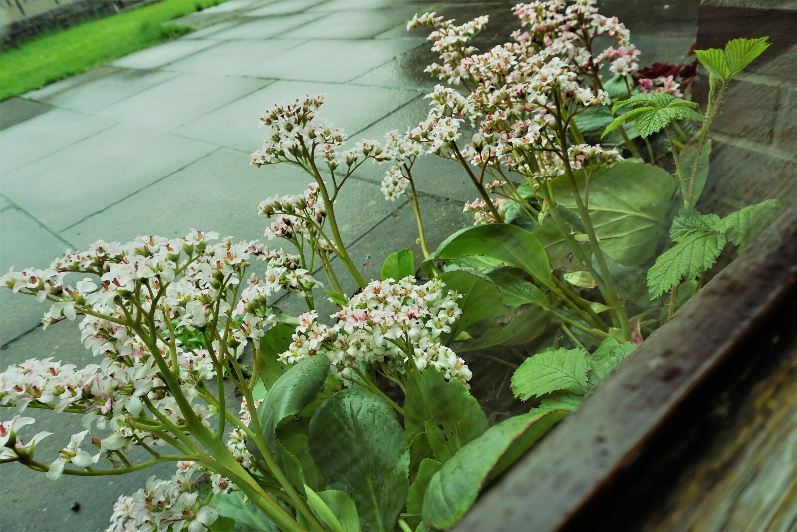 Sony a6000 sample photo. Flower, nature, flora photography