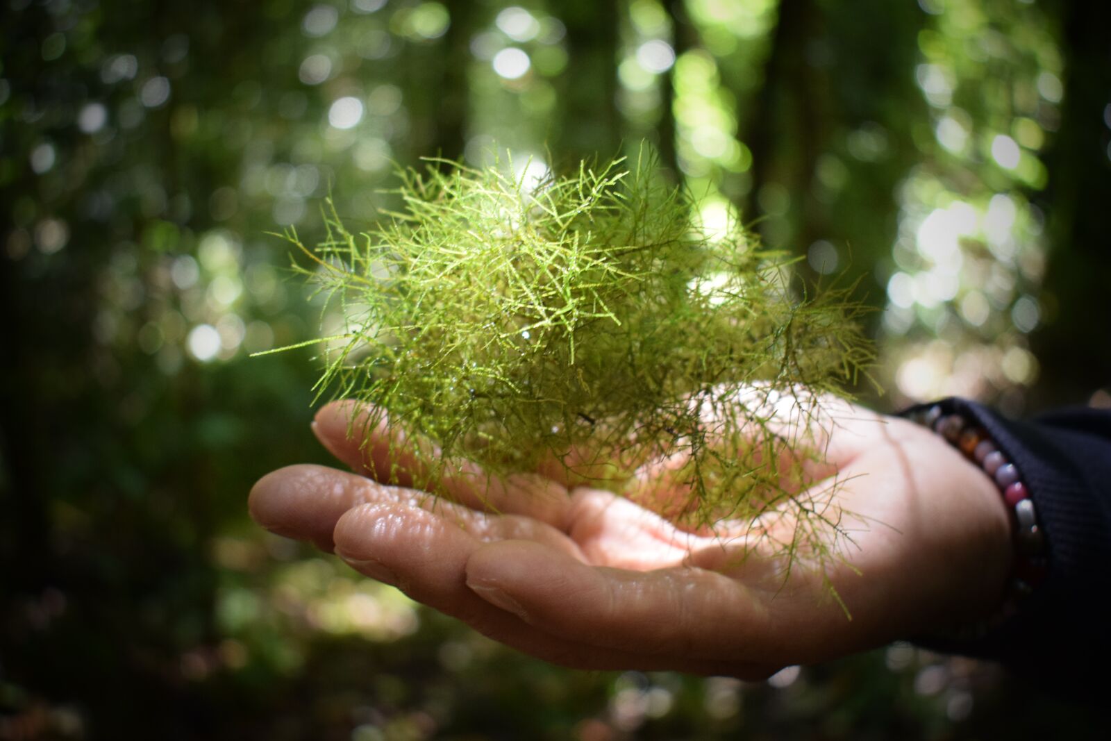 Nikon D3300 sample photo. Mullet, green, pine photography