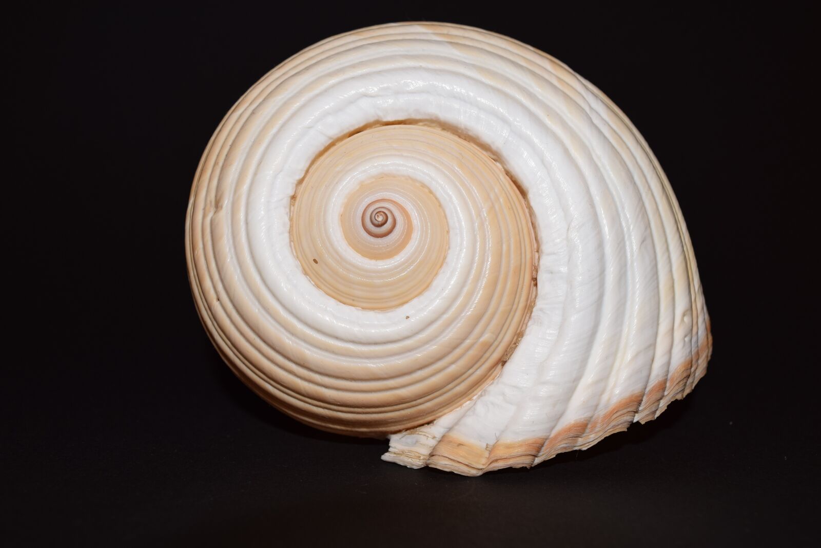 Nikon D3300 sample photo. Shell, seashell, mother of photography