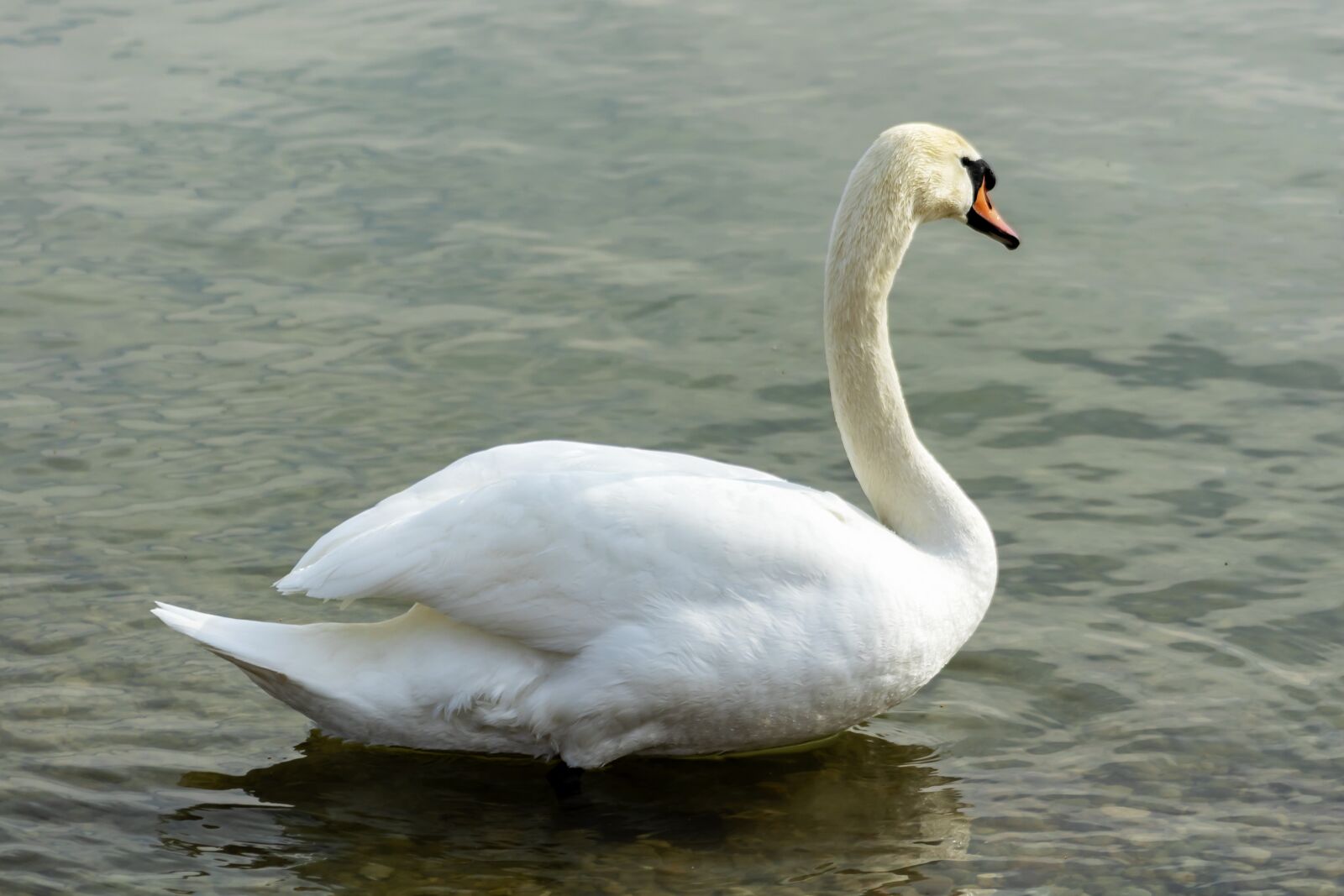 Canon EF75-300mm f/4-5.6 sample photo. Mute swan, swan, white photography