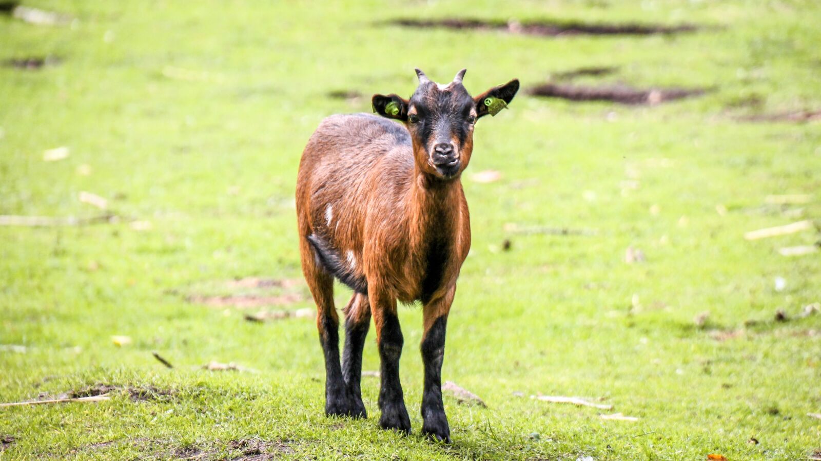 Canon EOS 1100D (EOS Rebel T3 / EOS Kiss X50) sample photo. Animal, pet, goat photography