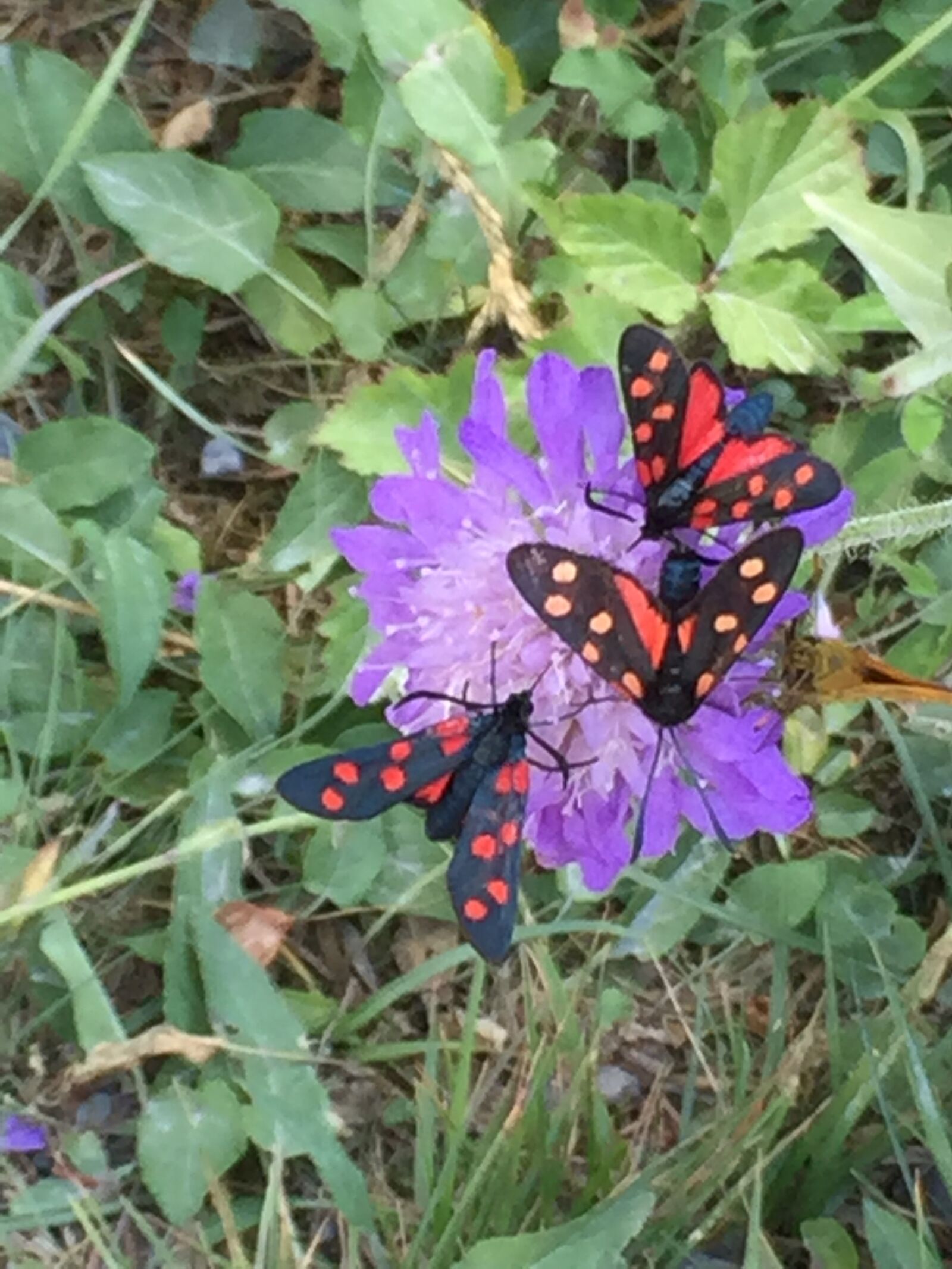 iPhone 6 back camera 4.15mm f/2.2 sample photo. Flower, butterfly, purple photography
