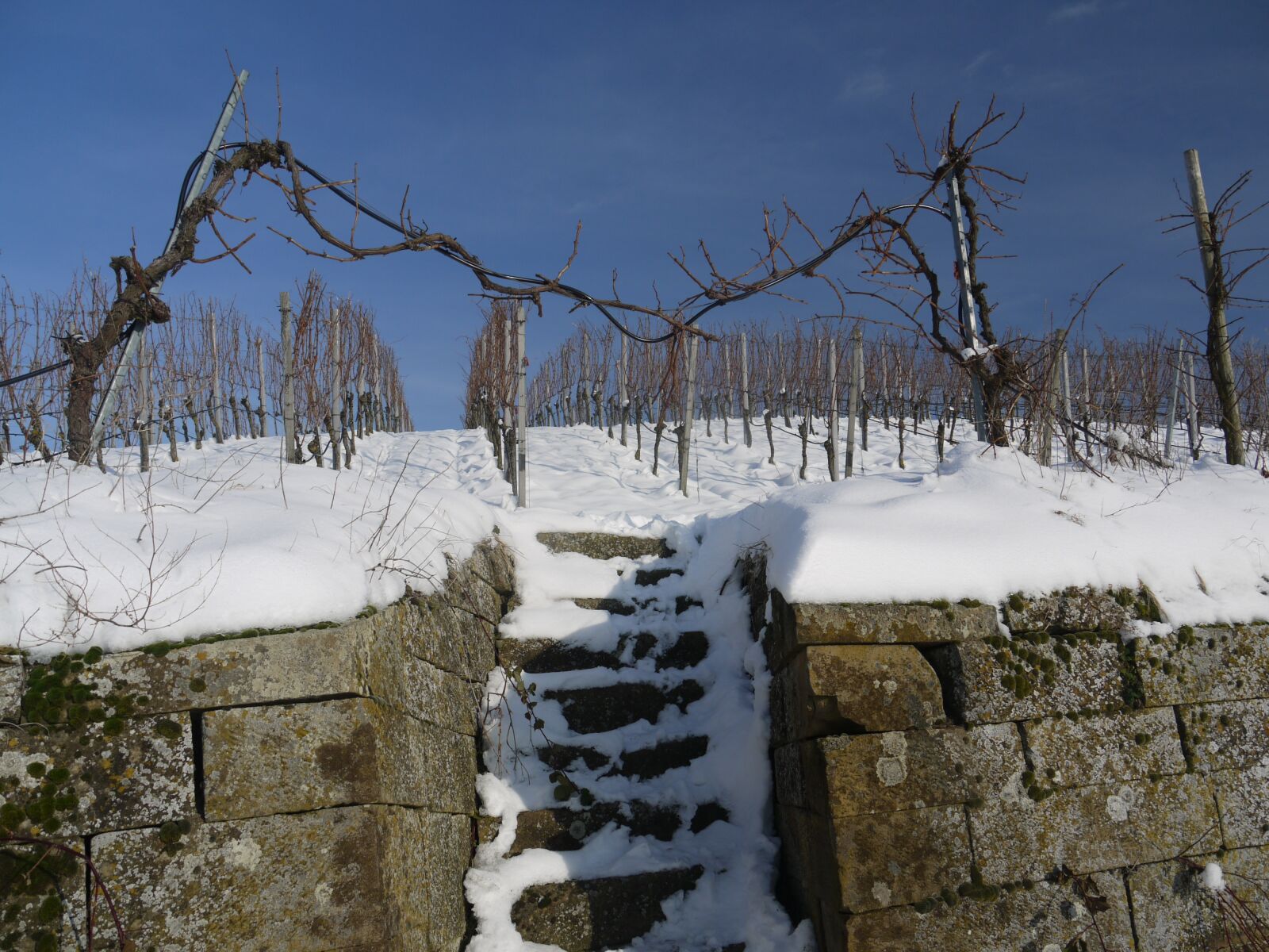 Panasonic Lumix DMC-G1 sample photo. Vineyard, winter, snow photography