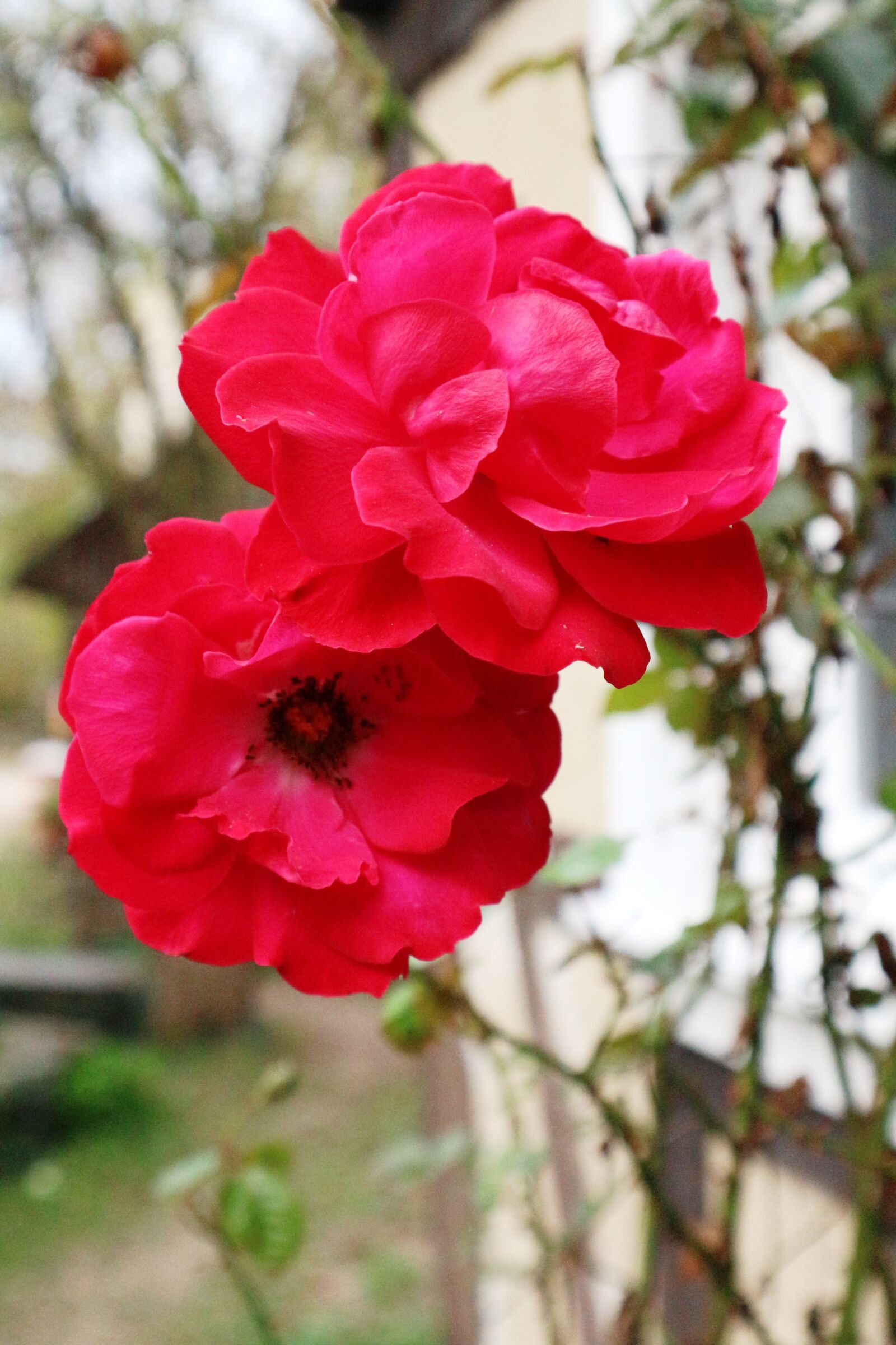 Canon EOS M10 sample photo. Roses, bloom, red photography