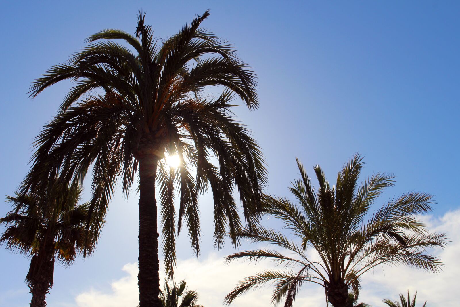 Canon EOS 700D (EOS Rebel T5i / EOS Kiss X7i) sample photo. Palm trees, sun, sky photography