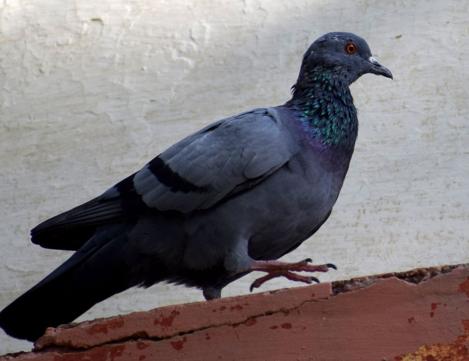 Nikon D3300 sample photo. Pigeon, birds, nature photography