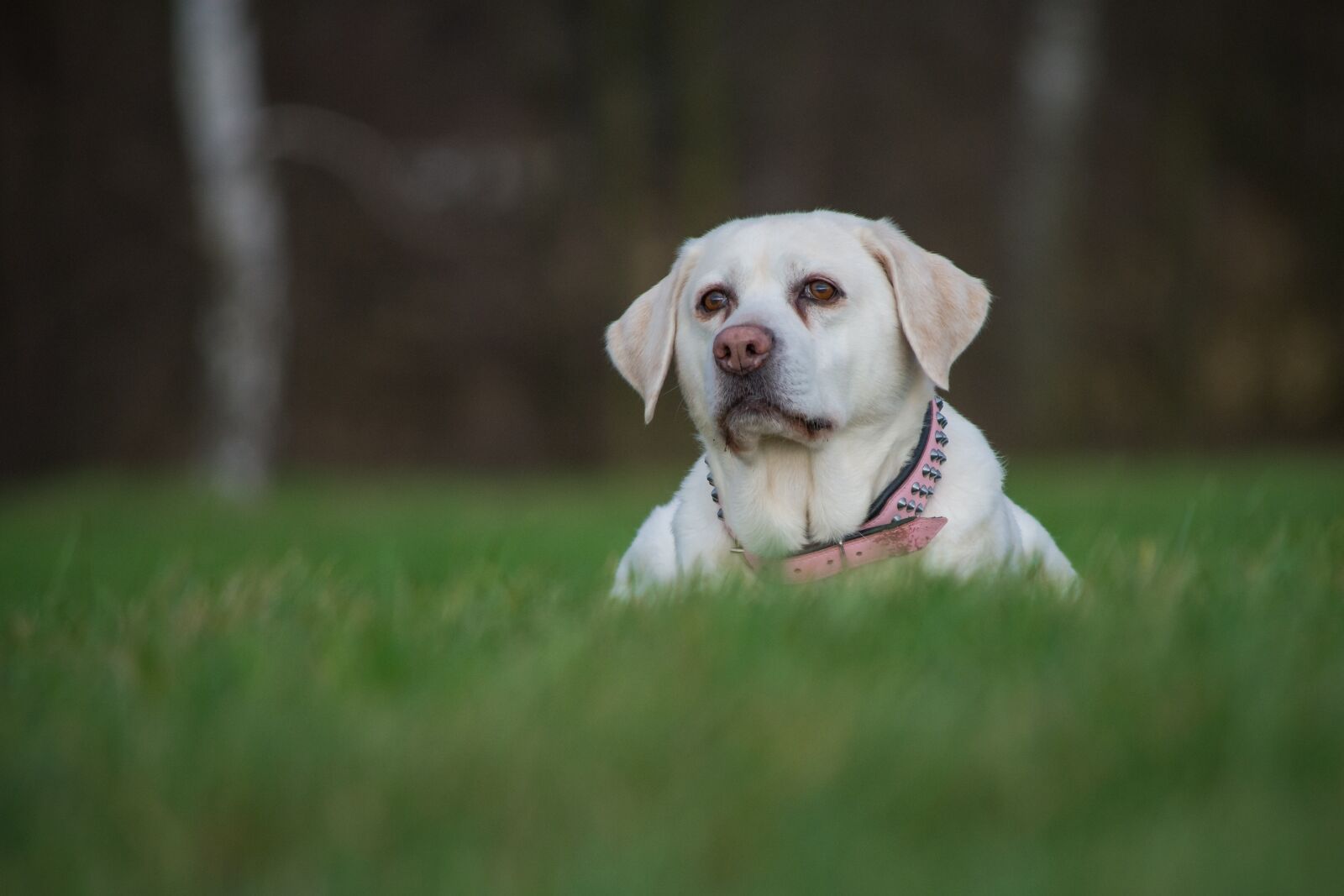 Nikon D7200 sample photo. Dog, cute, grass photography