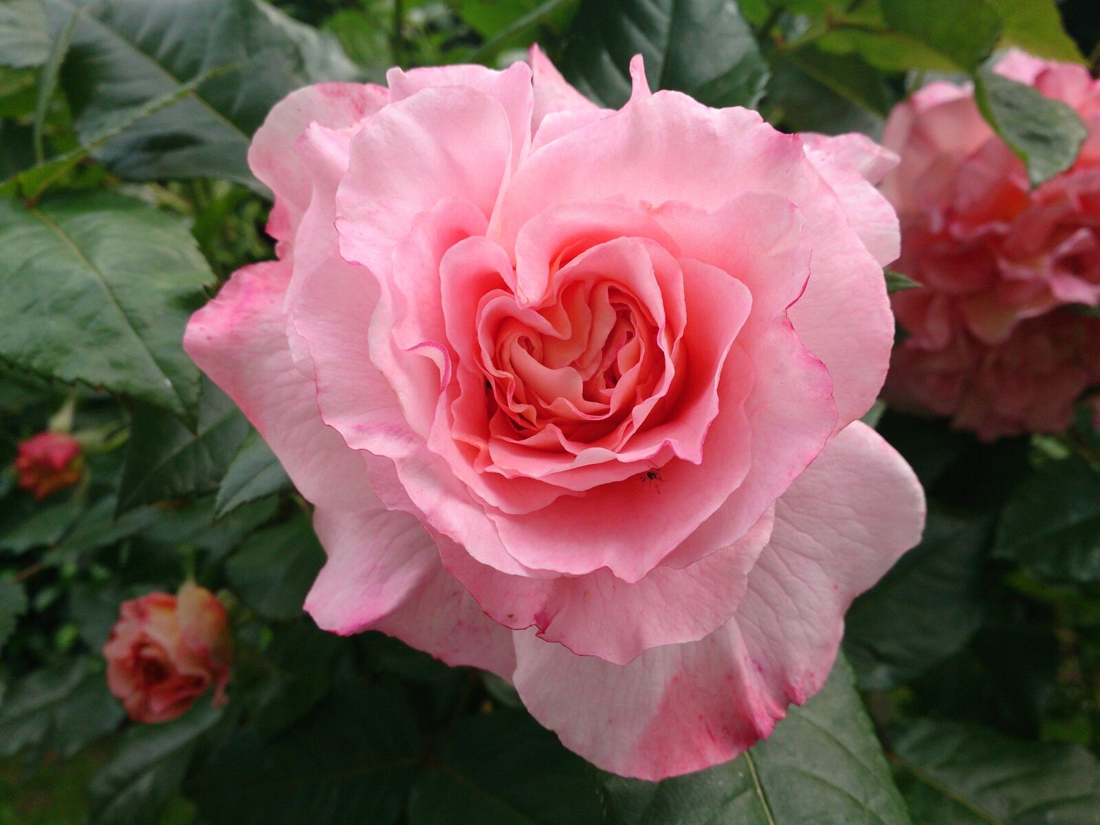 Sony Xperia Z sample photo. Roses, garden, summer photography
