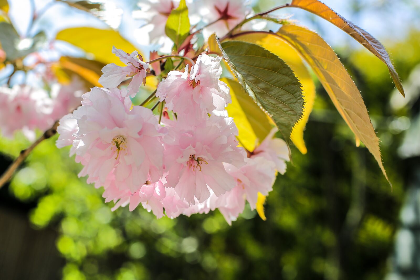 Canon EOS 5D Mark III + Canon EF 50mm F1.4 USM sample photo. Prunus, spring, pink photography