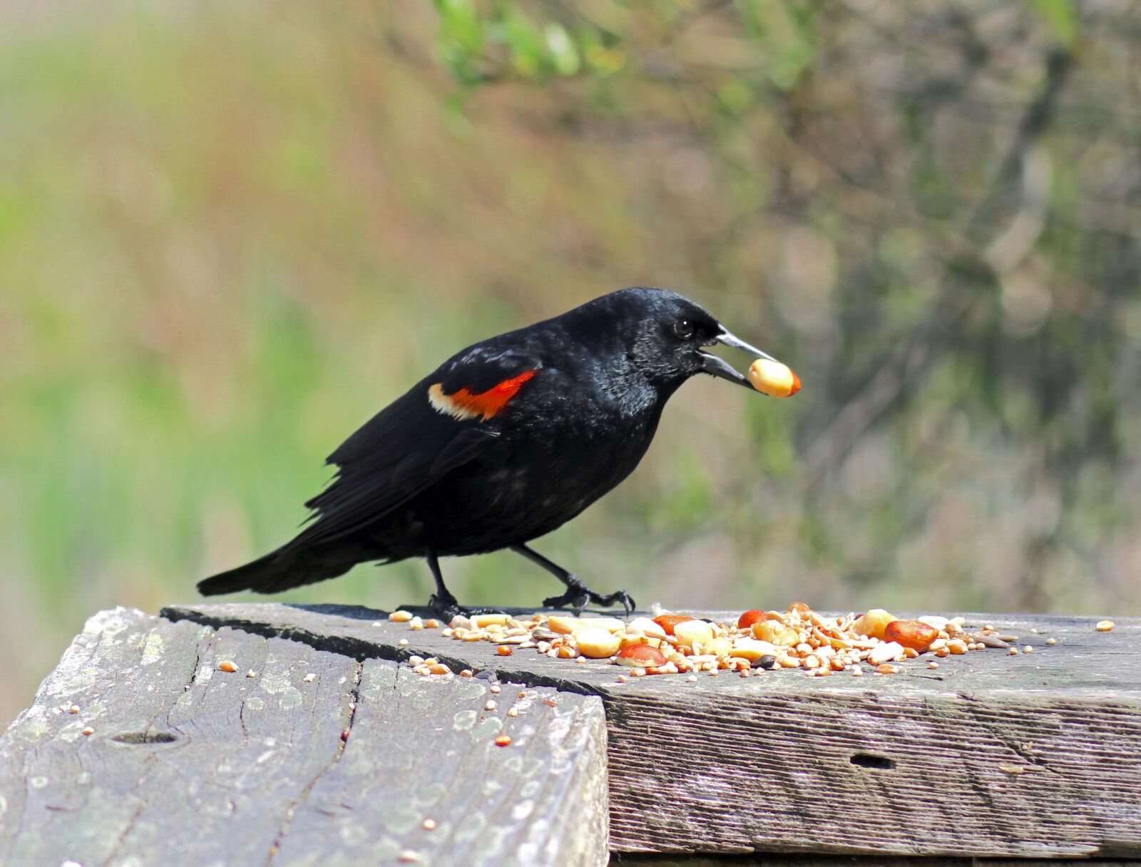 Canon EOS 80D sample photo. Red wing blackbird, bird photography