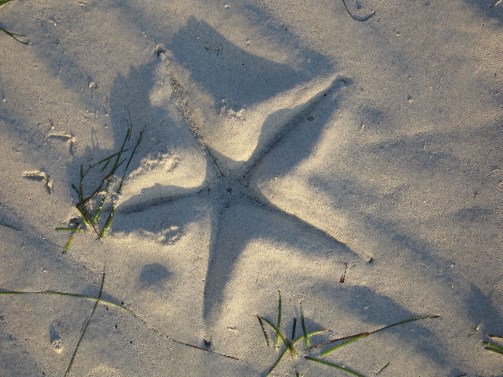 Canon POWERSHOT S70 sample photo. Starfish, beach, sea photography