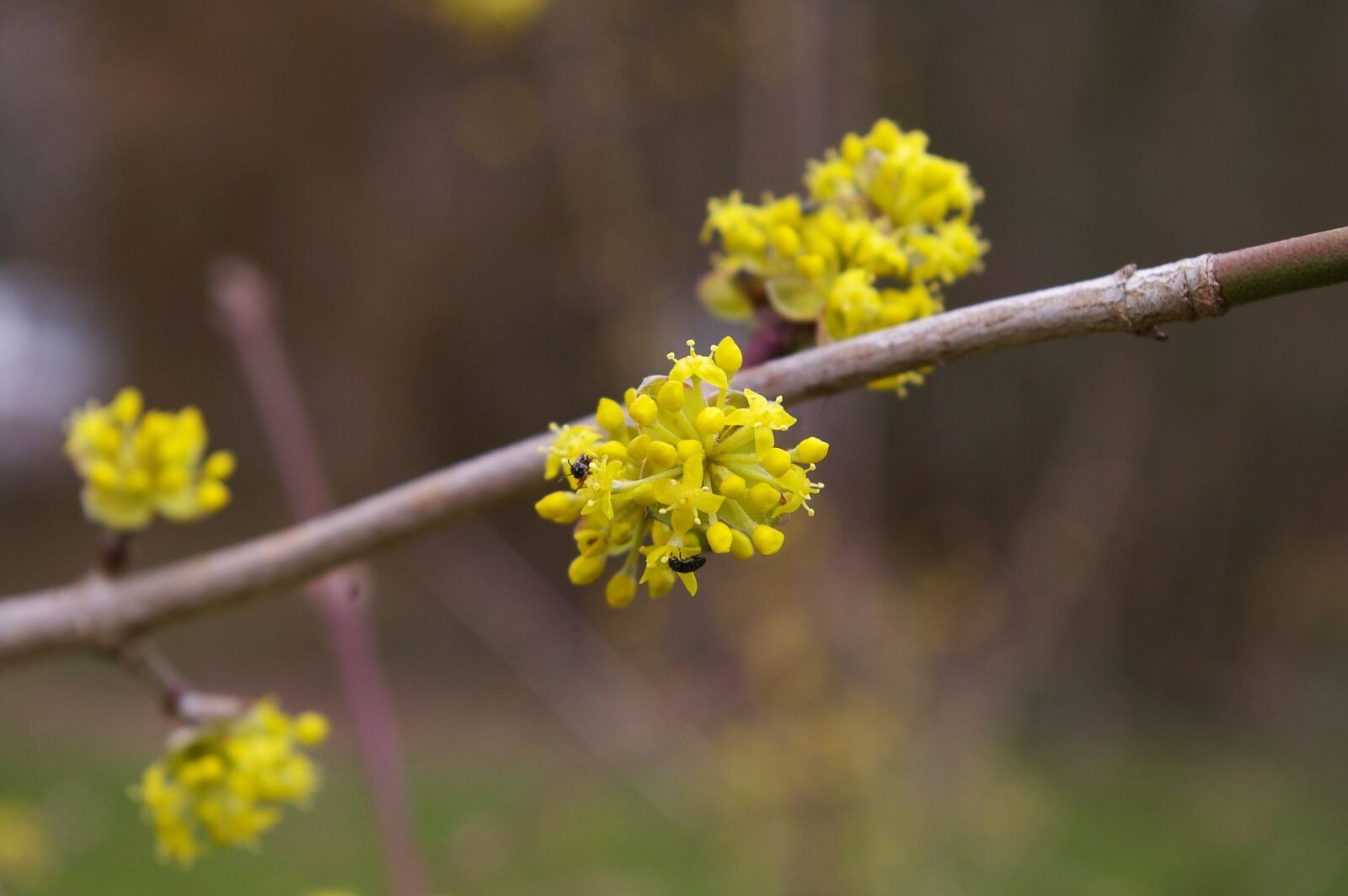 Pentax *ist DL2 sample photo. Spring, spring awakening, spring photography