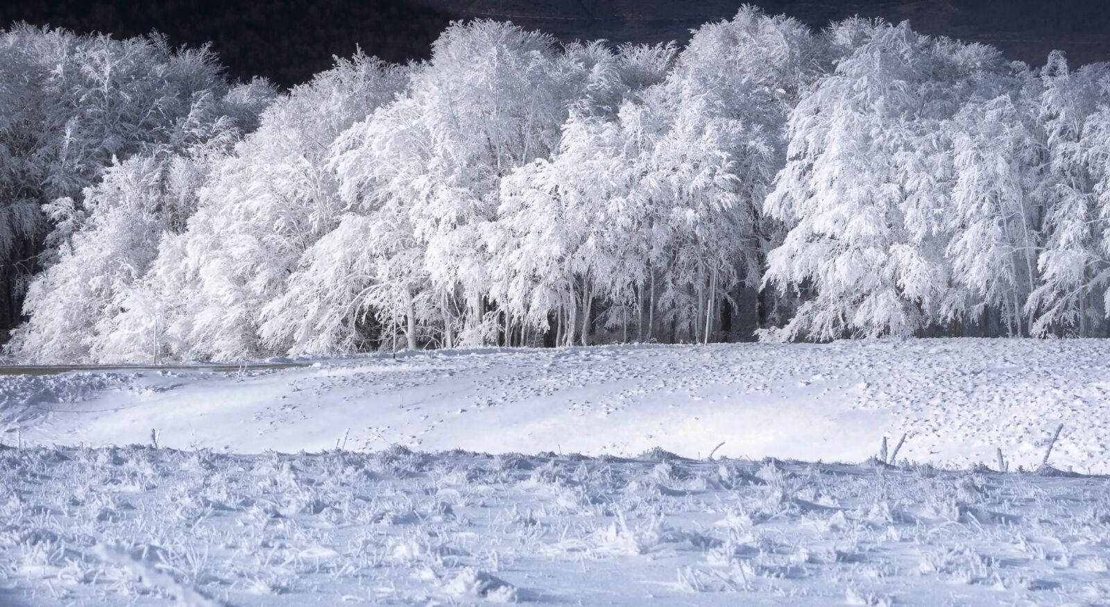 Nikon D7200 sample photo. Winter, snow, cold photography