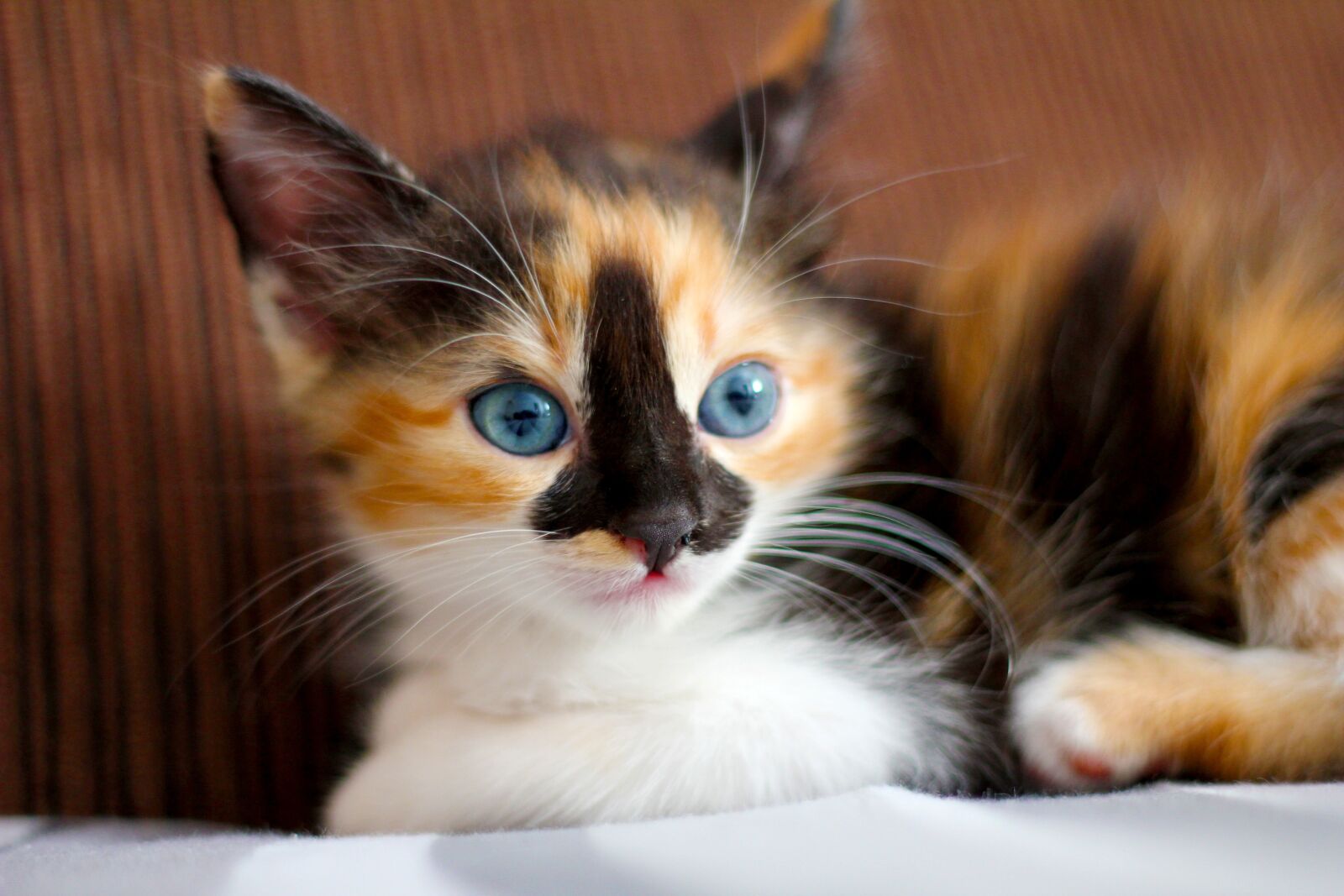 Canon EOS 550D (EOS Rebel T2i / EOS Kiss X4) sample photo. Cat, feline, animal photography