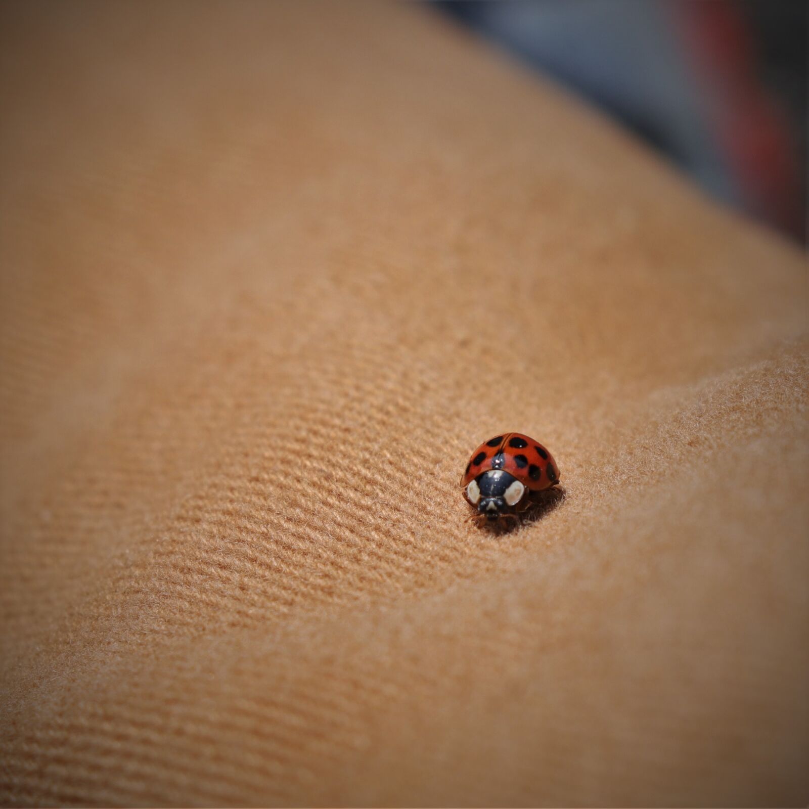 Canon EF-S 18-55mm F4-5.6 IS STM sample photo. Ladybug, insects, journey photography