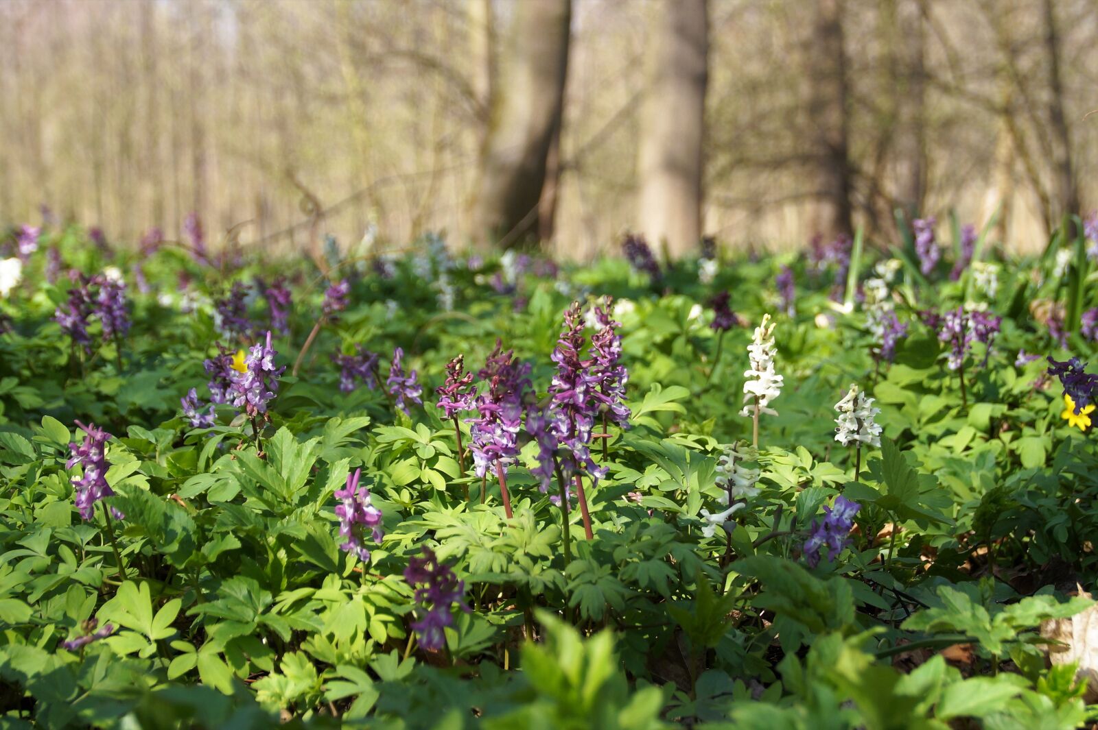 Sony SLT-A58 sample photo. Dymnivka hollow, purple, white photography