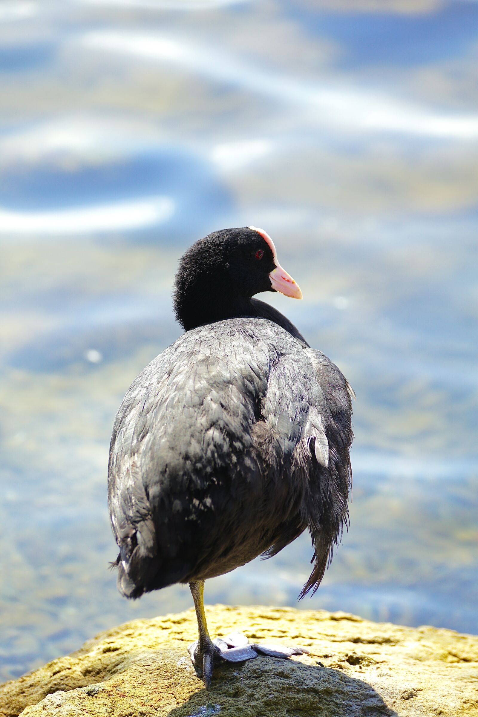 Sony DT 55-300mm F4.5-5.6 SAM sample photo. Coot, crane bird, water photography