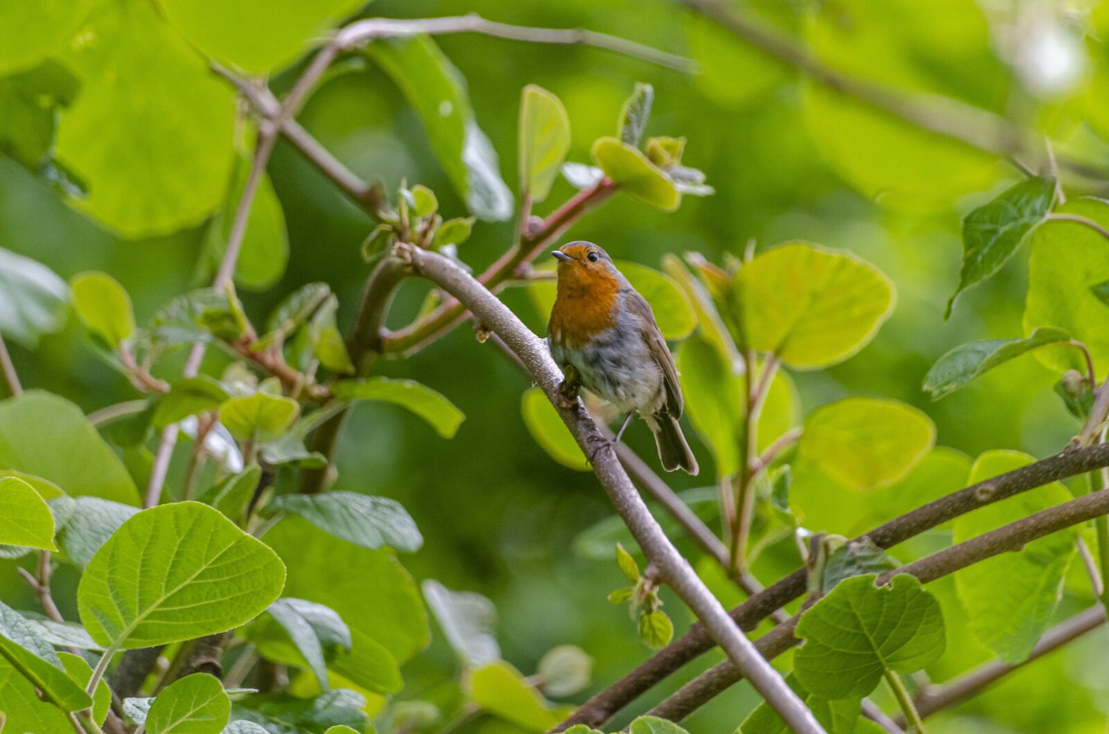 Nikon D7000 sample photo. Bird, robin, nature photography