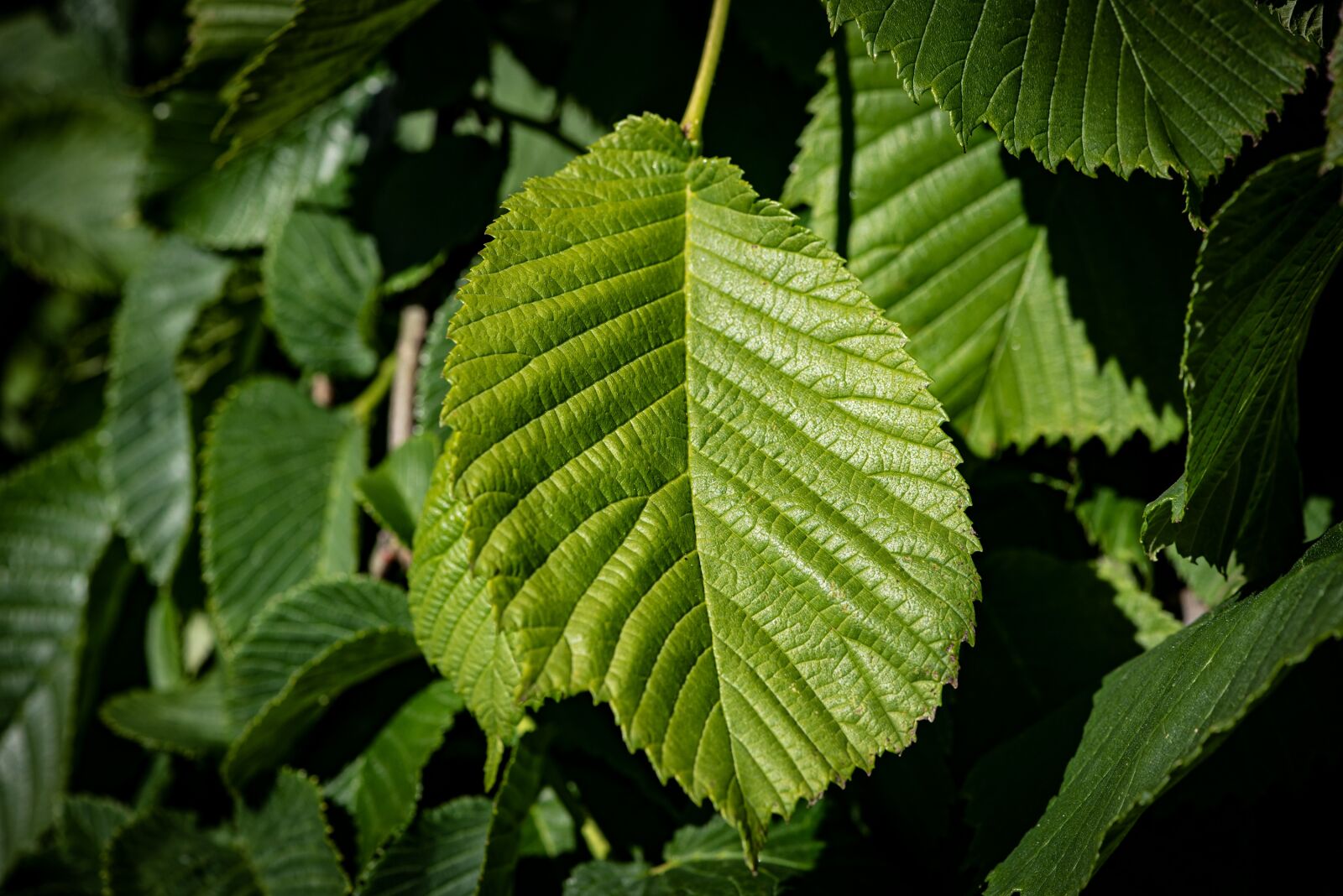 Nikon D750 sample photo. Leaves, green, structure photography