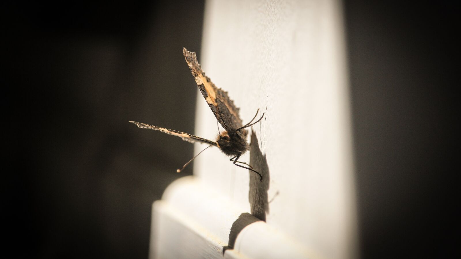Canon EOS 1300D (EOS Rebel T6 / EOS Kiss X80) sample photo. Insect, natural, butterfly photography