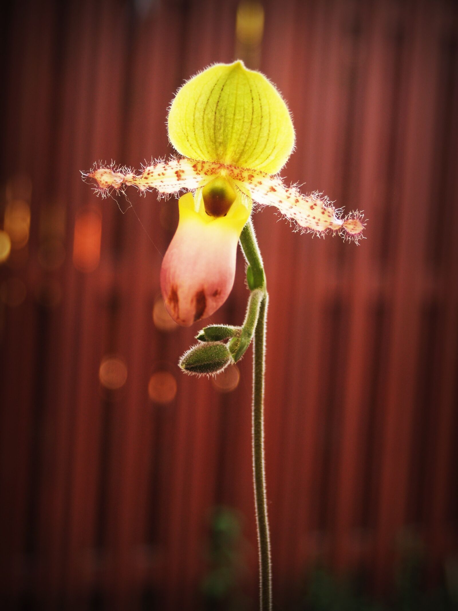 Olympus E-300 (EVOLT E-300) sample photo. Flower, orchid, tropical photography