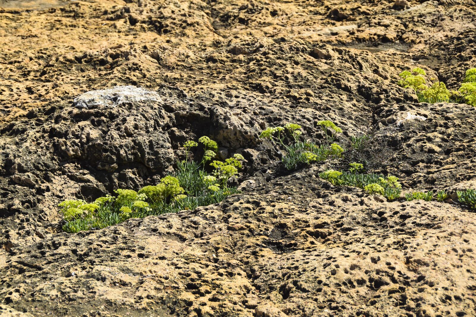 Nikon D5300 sample photo. Texture, meteorite, background photography
