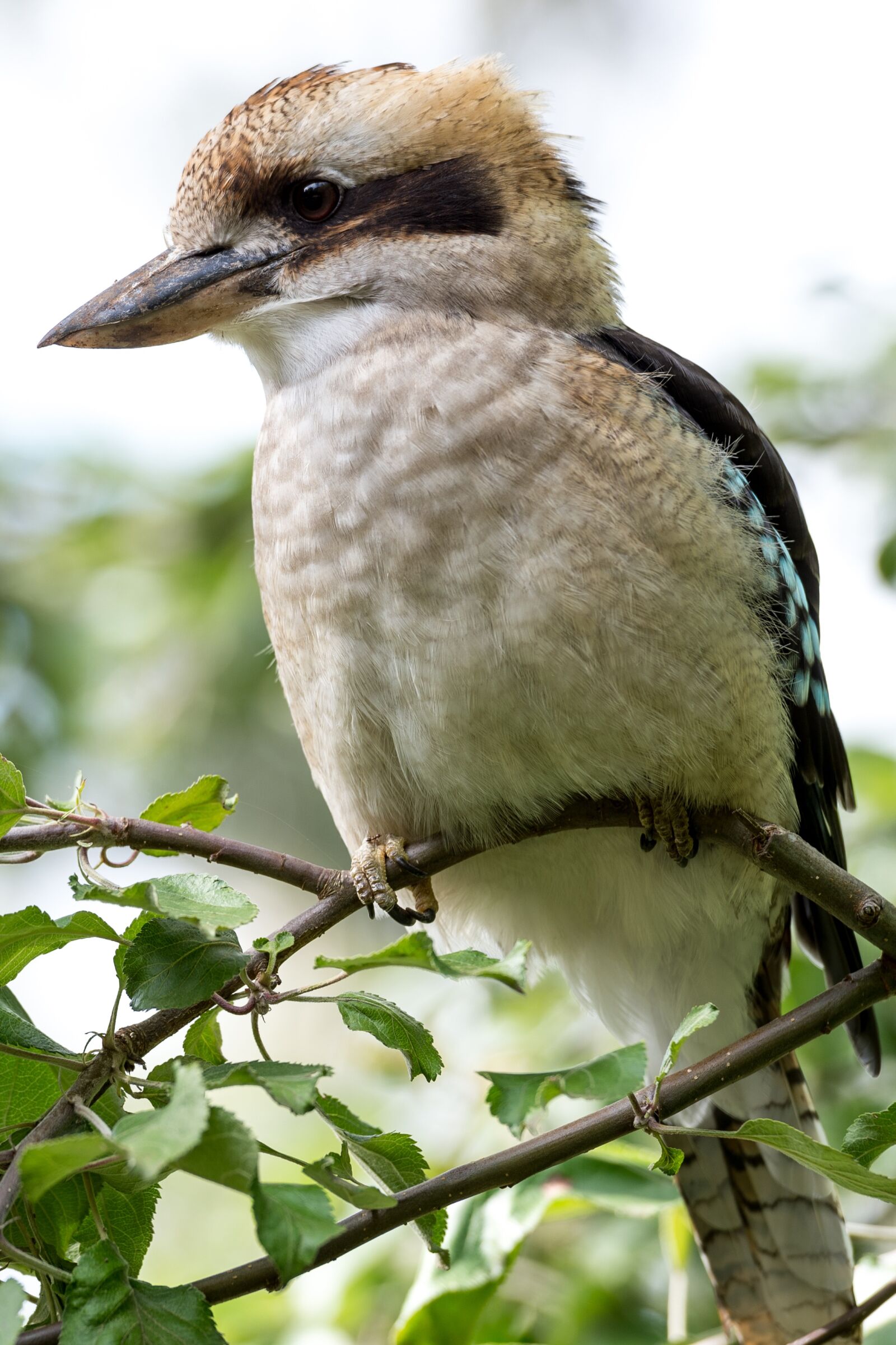 Nikon Df sample photo. Kookaburra, bird, australia photography