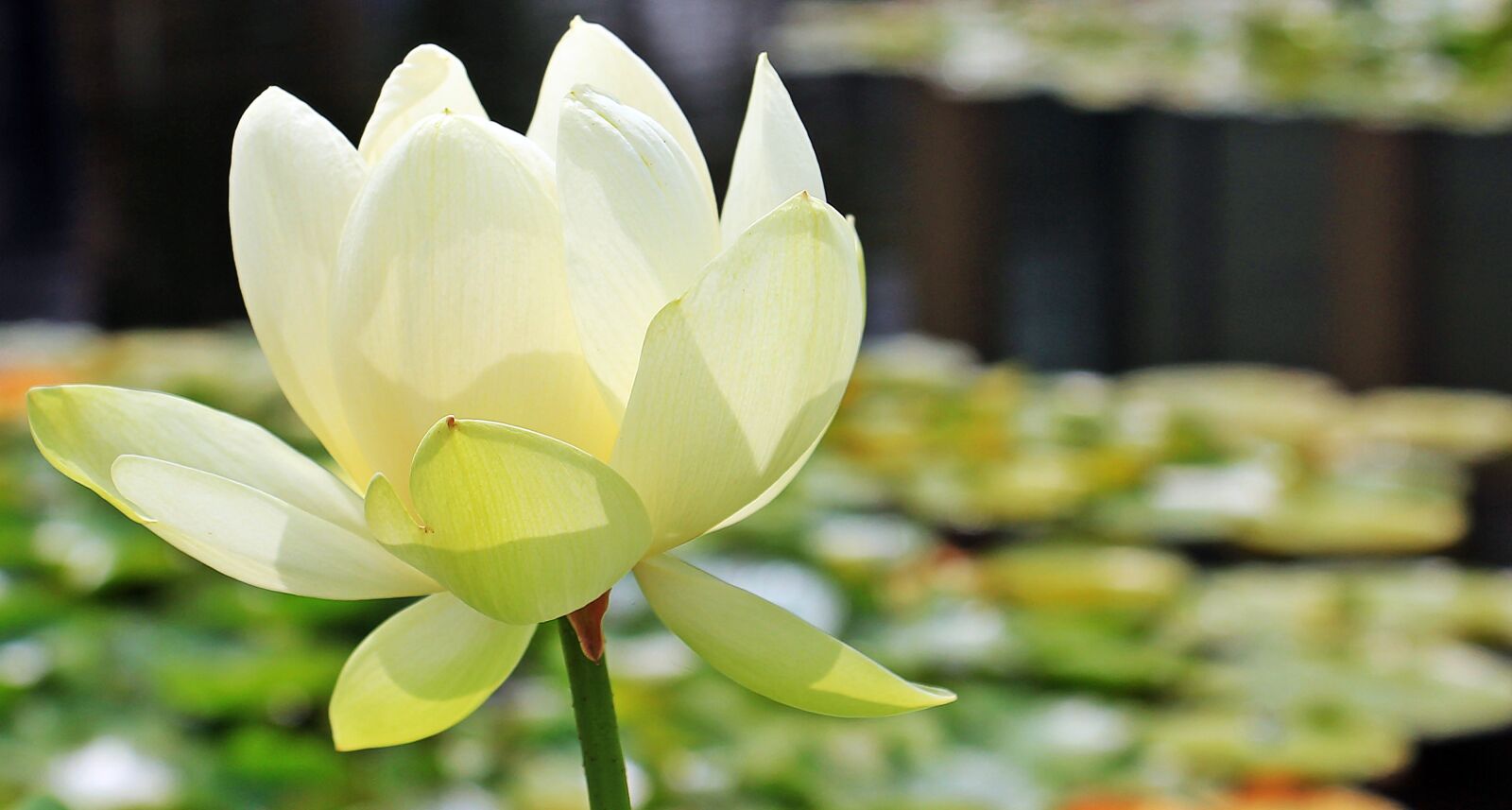 Canon EOS 550D (EOS Rebel T2i / EOS Kiss X4) sample photo. Lotus, lotus flower, lotus photography