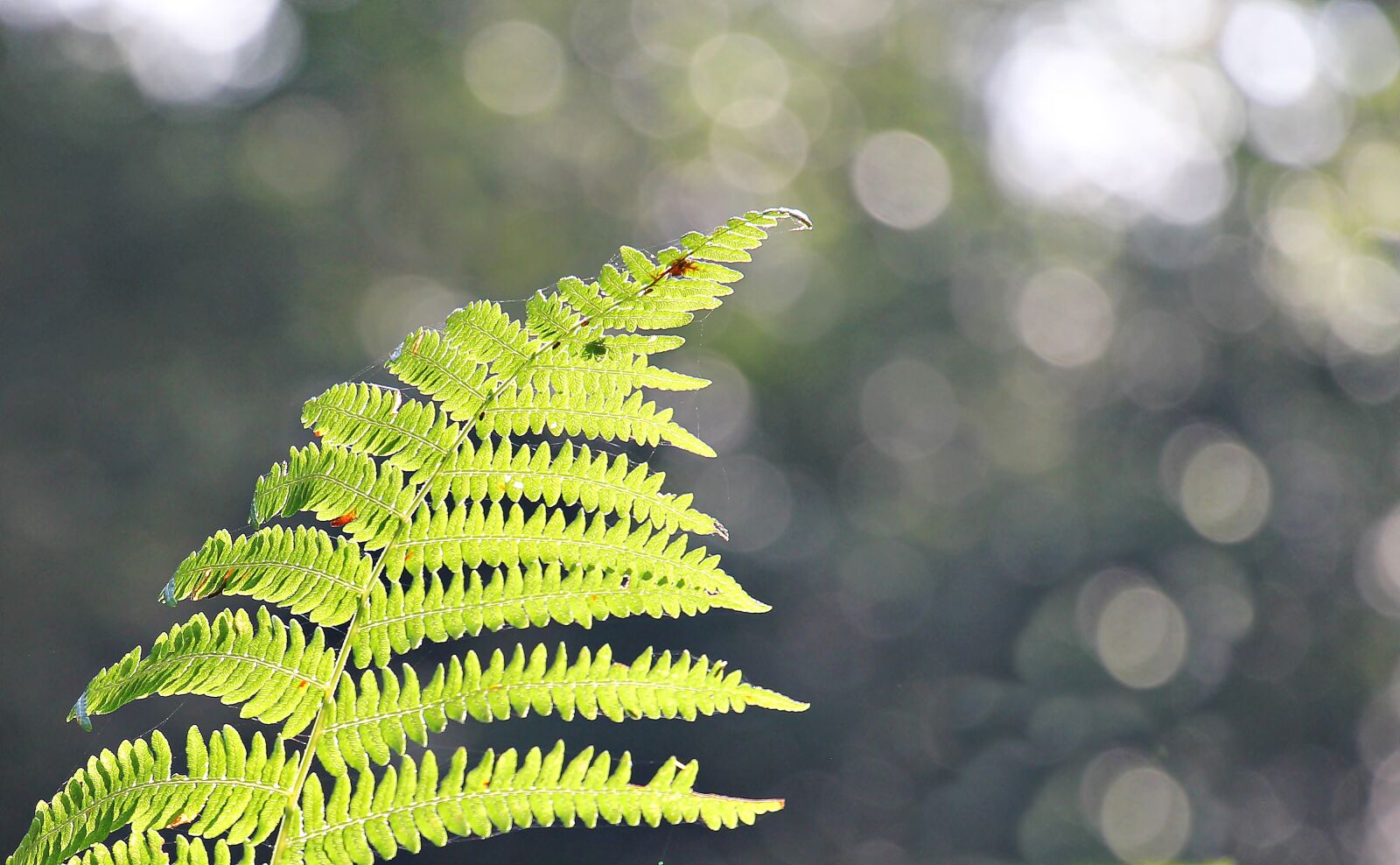 Canon EOS 550D (EOS Rebel T2i / EOS Kiss X4) sample photo. Fern, forest, nature photography
