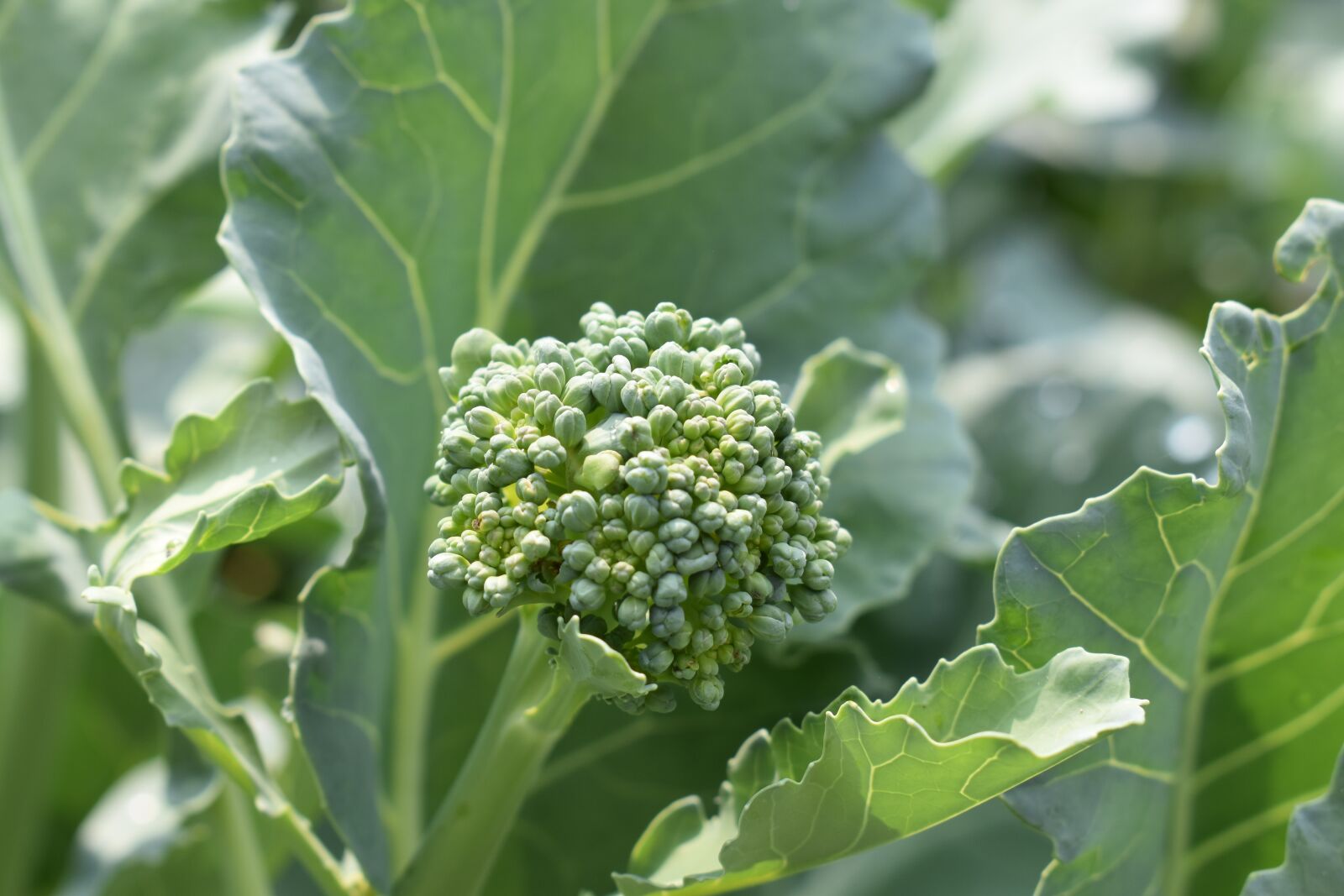 Nikon D5500 sample photo. Broccoli, garden, healthy photography