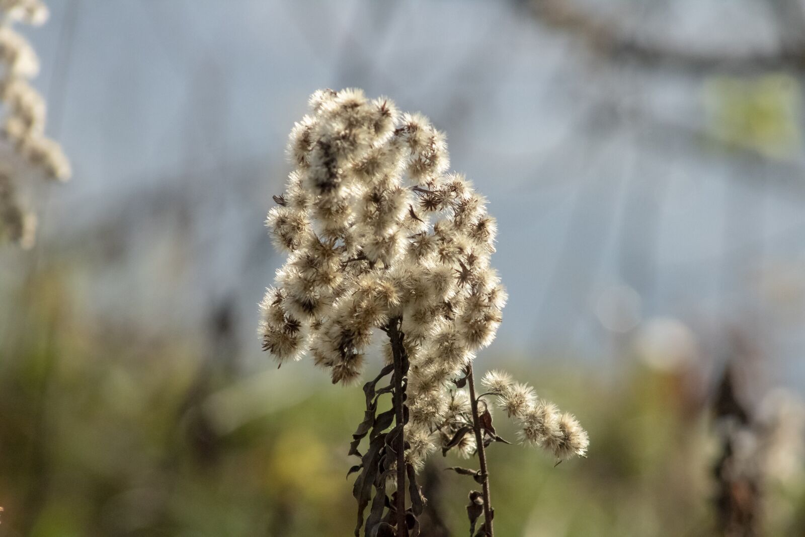 Canon EF75-300mm f/4-5.6 sample photo. Wildflower, goldenrod, meadow flower photography