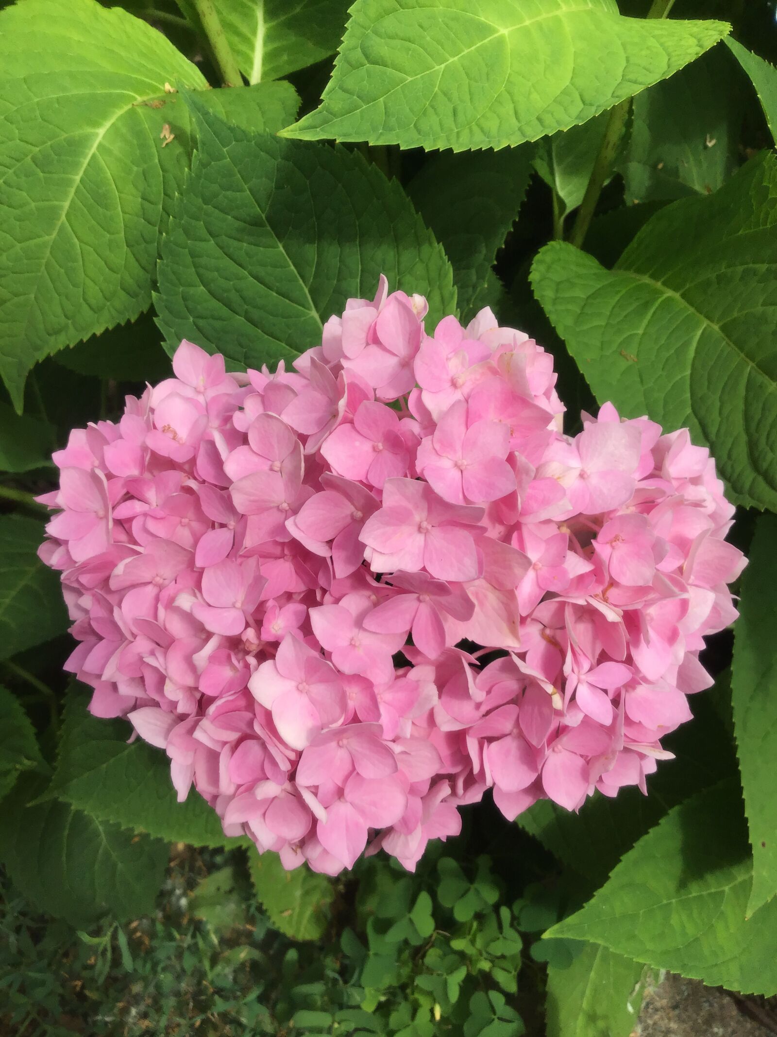 Apple iPad (7th generation) sample photo. Pink, flowers, plant photography