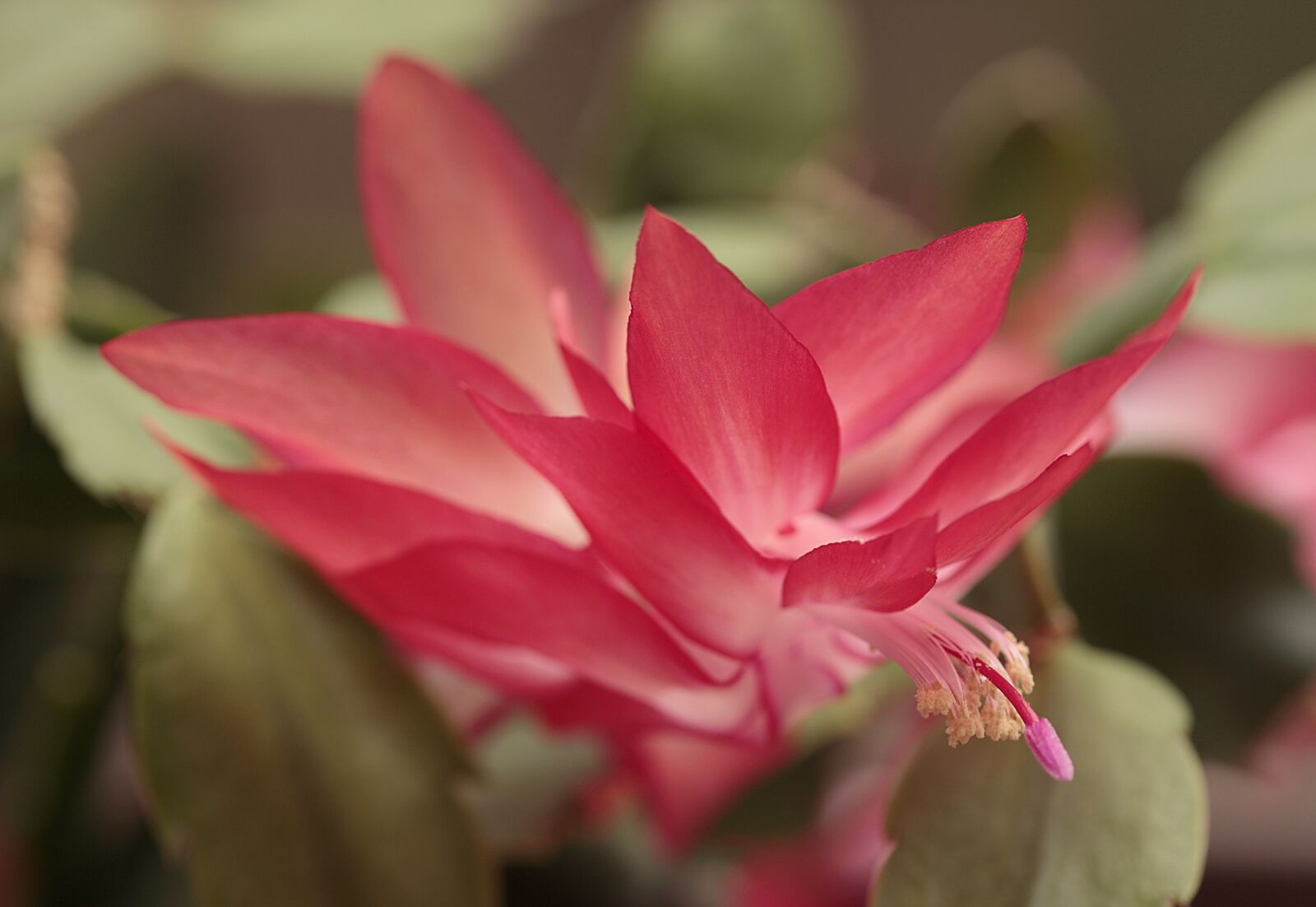 Canon EOS 700D (EOS Rebel T5i / EOS Kiss X7i) sample photo. Plant, weihnachtskaktus, cactus photography