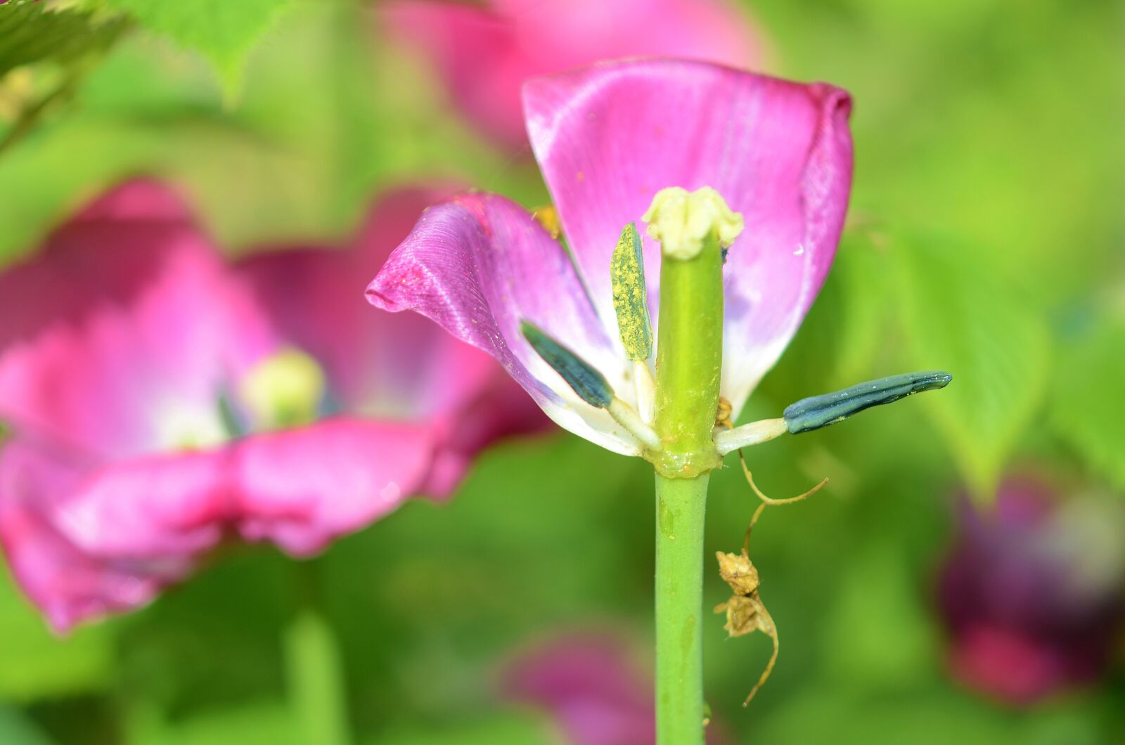 Nikon D7000 sample photo. Tulip, flower, spring photography