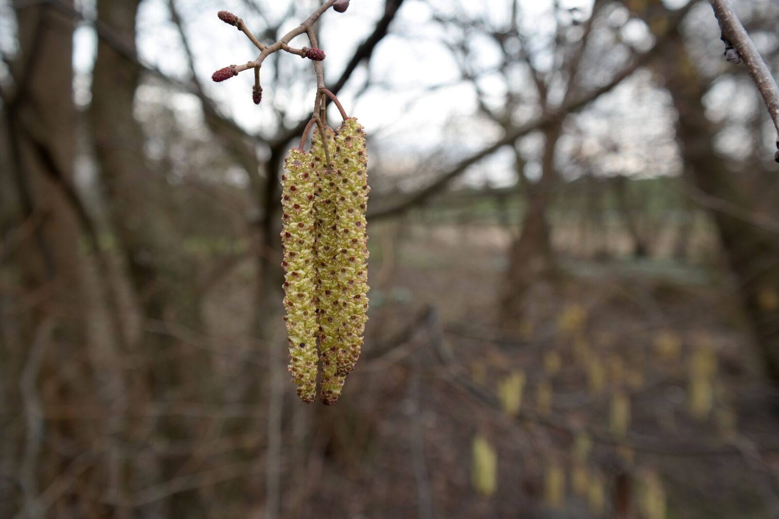 Samsung NX300 sample photo. Corylus avellana, hazelnut, yellow photography