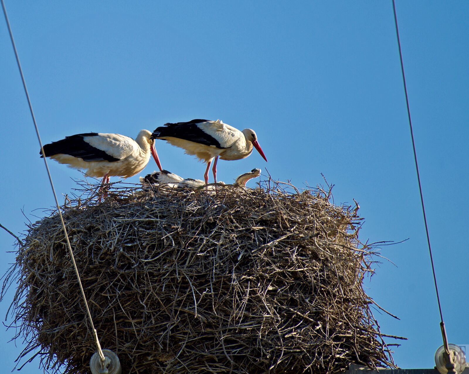 Nikon D810 sample photo. Stork, nature photography