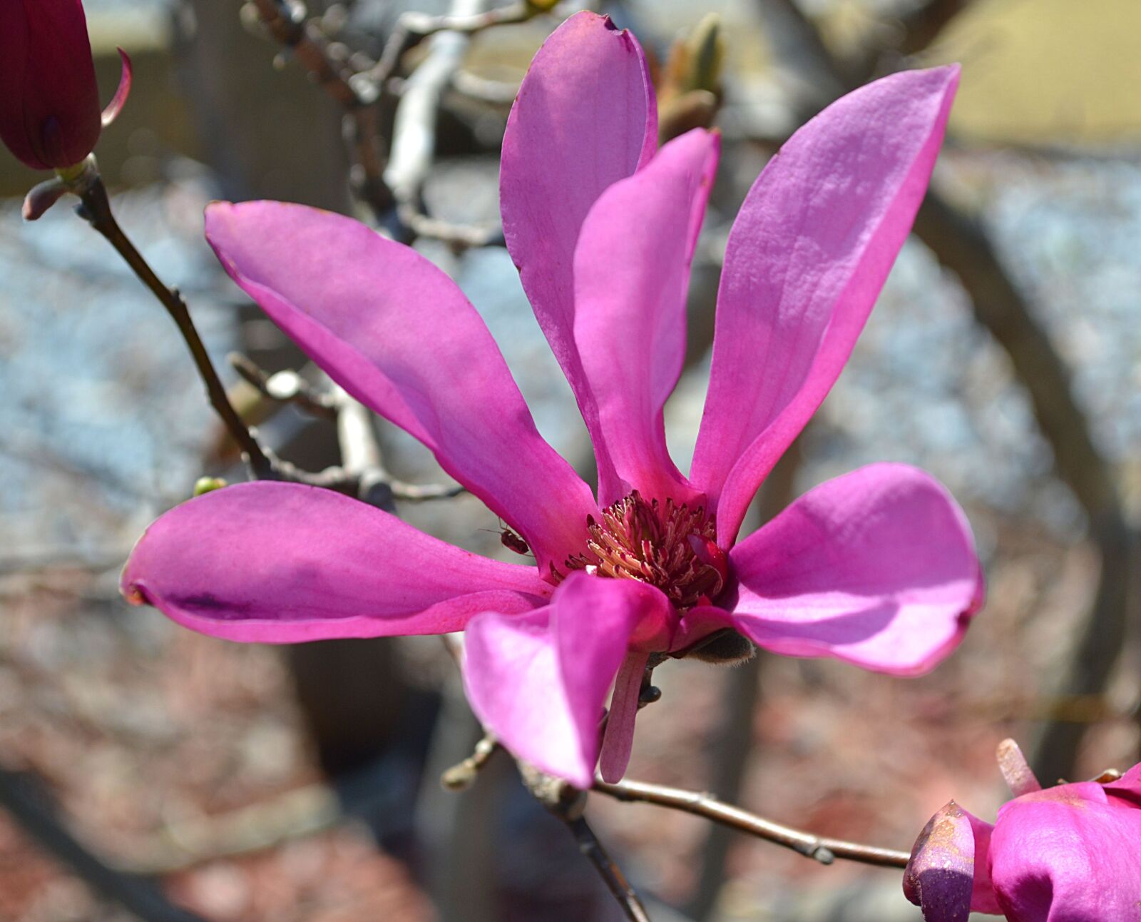 Nikon D3100 sample photo. Blossom, nature, flowers photography
